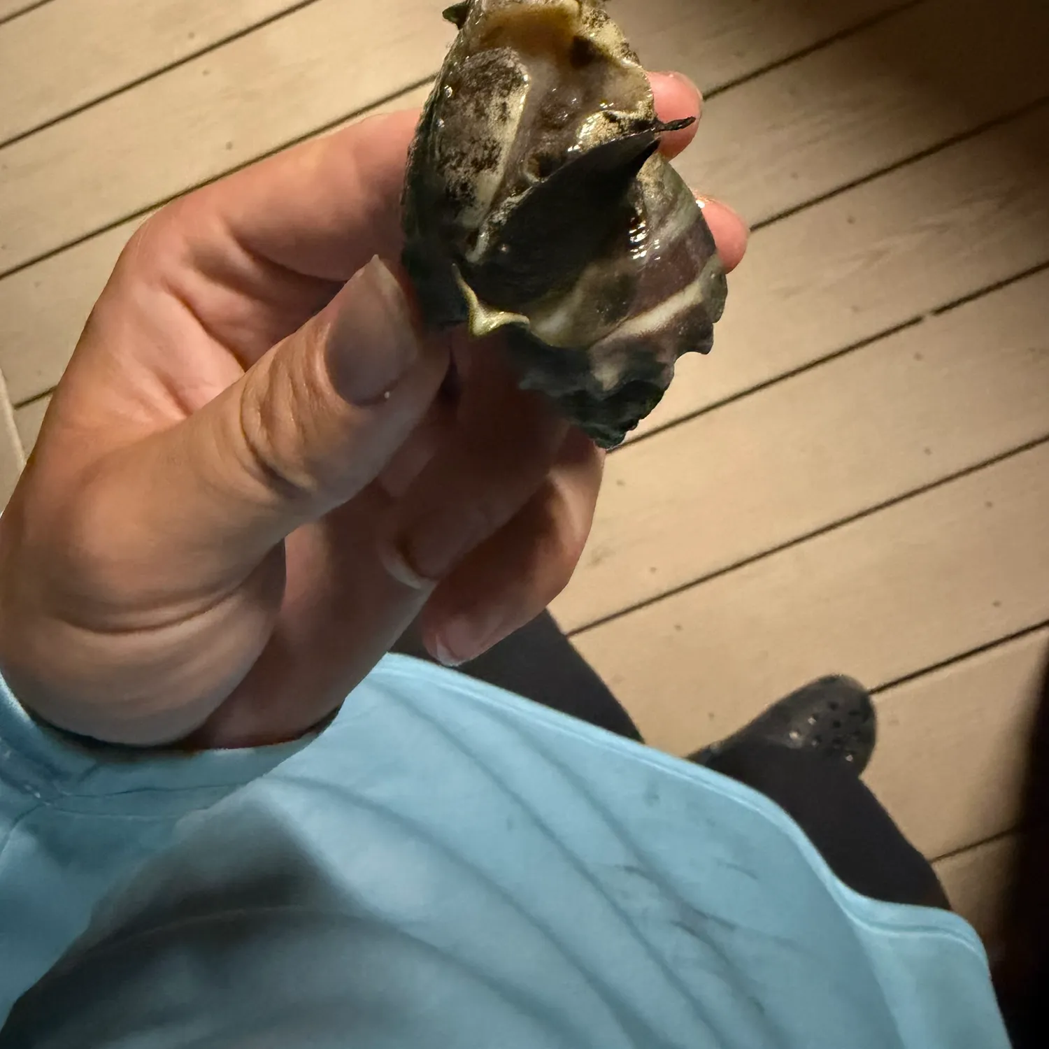 The most recent Snail bullhead catches on Fishbrain