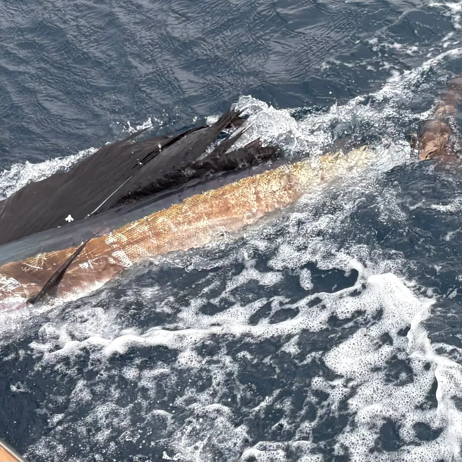 The most recent Atlantic sailfish catches on Fishbrain