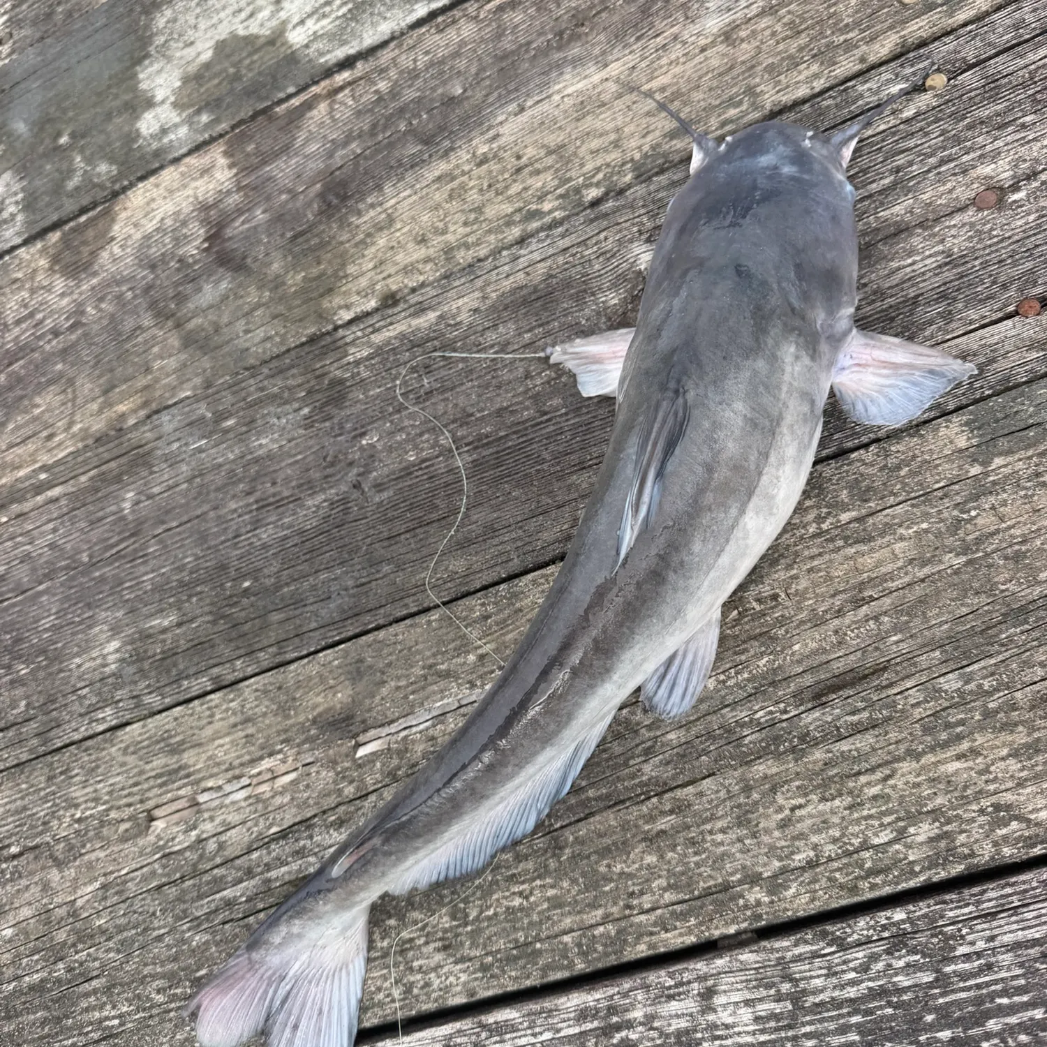 Blue catfish caught on Fishbrain