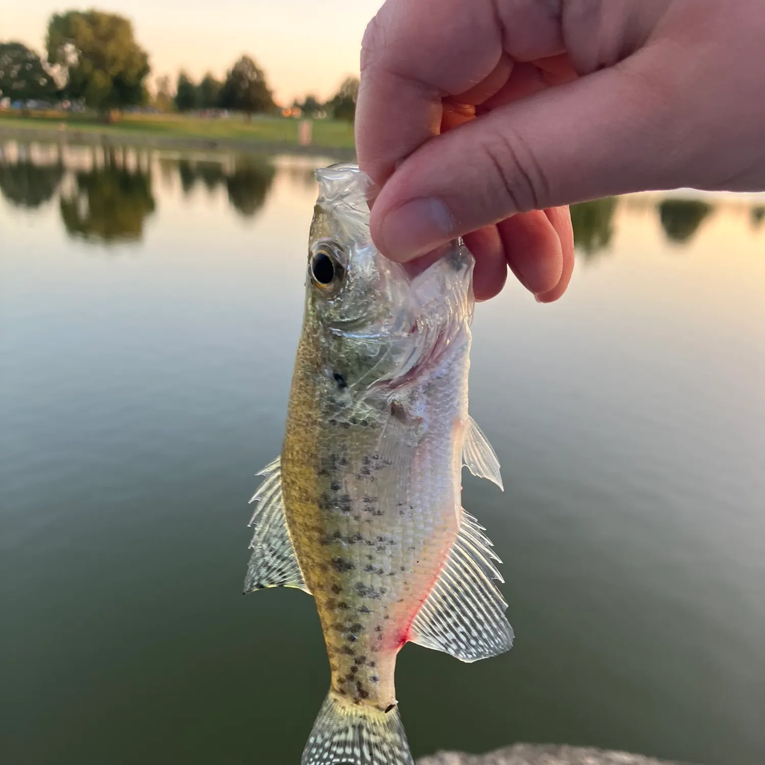 White crappie caught on Fishbrain