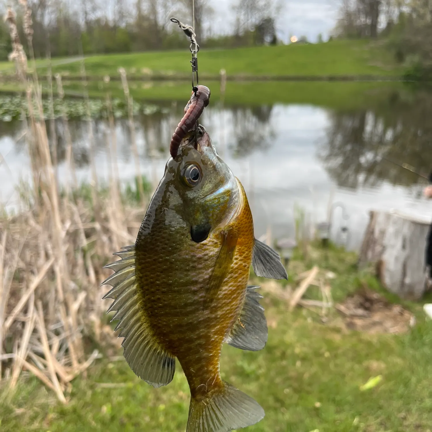most liked catch image