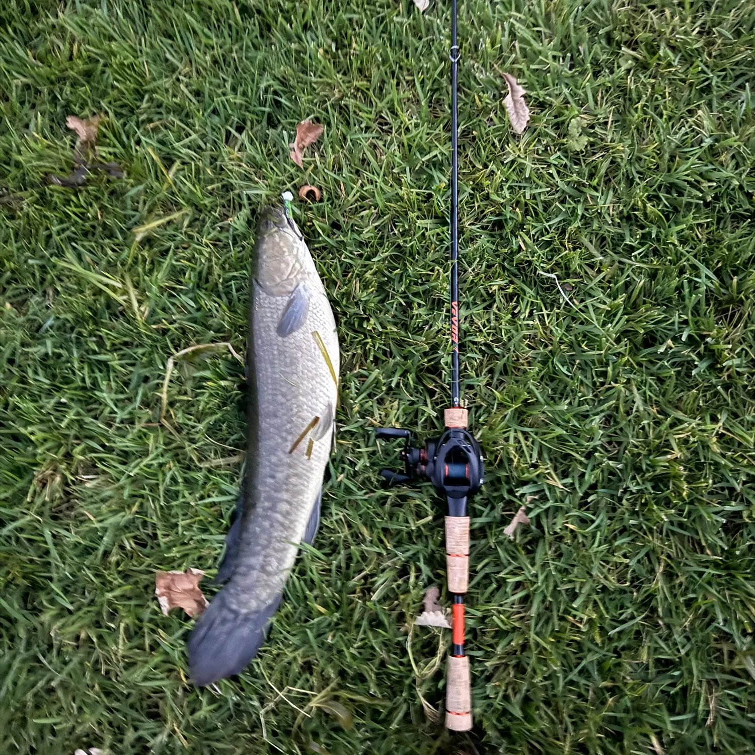 Eyetail bowfin caught on Fishbrain