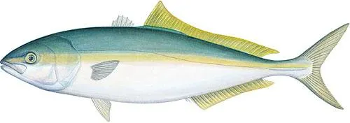 Japanese amberjack