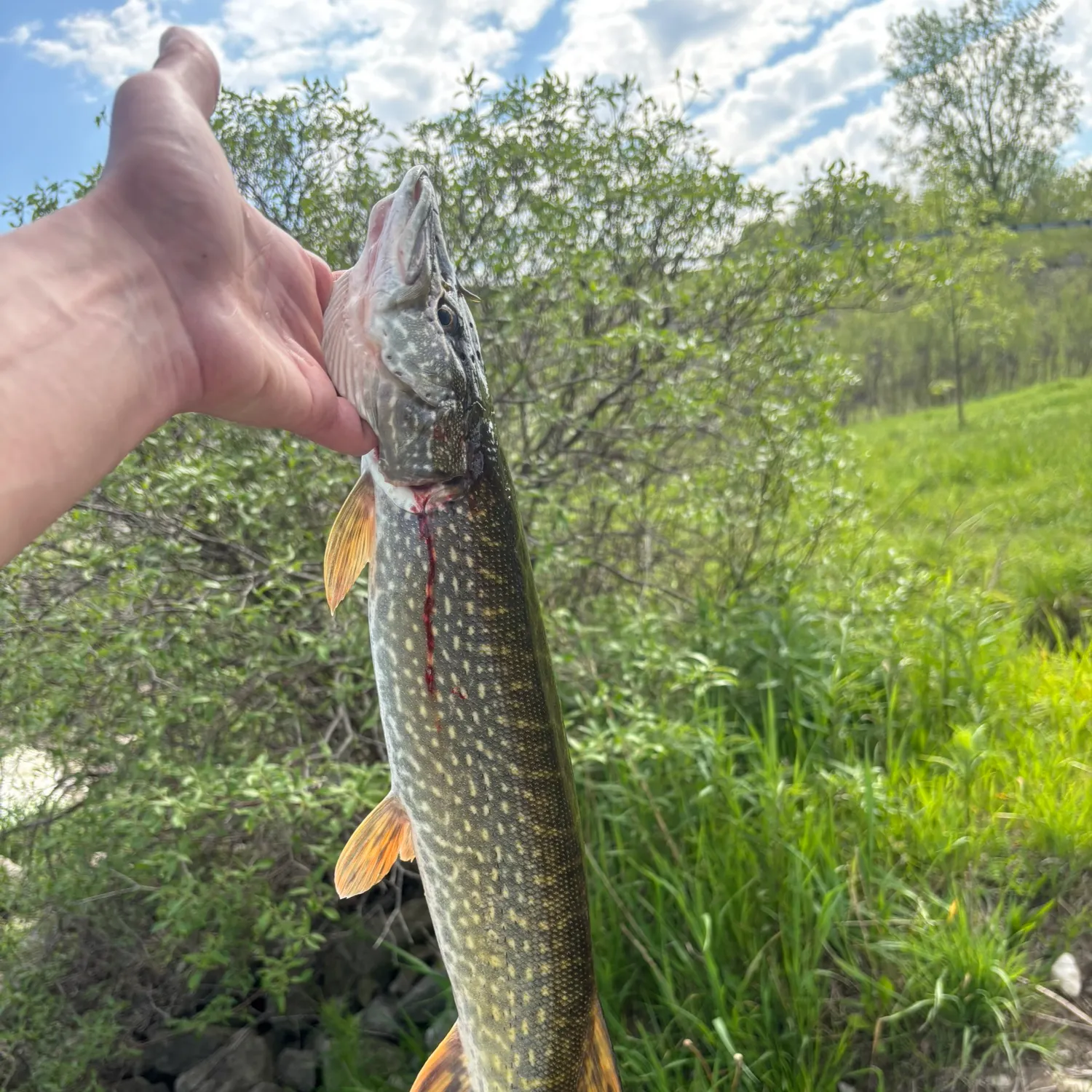 catch
