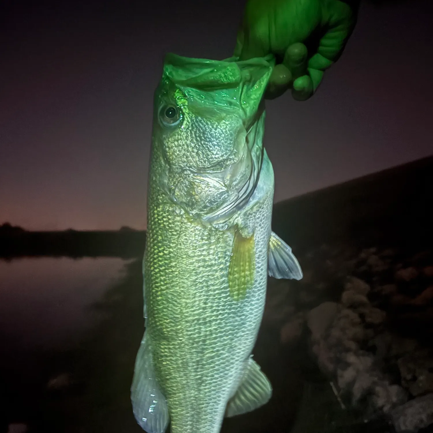 Largemouth bass caught on Fishbrain