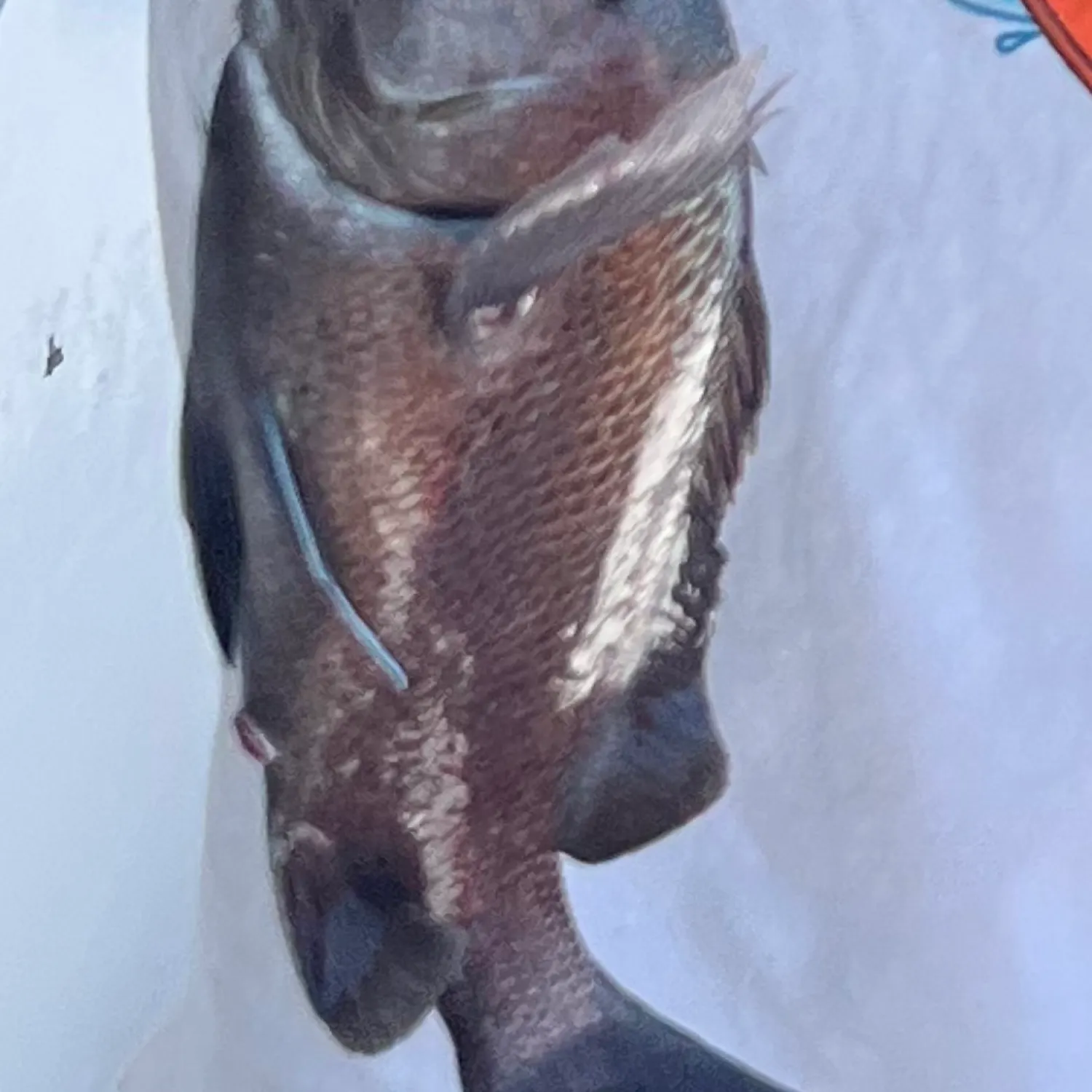 The most recent Jordan's snapper catches on Fishbrain