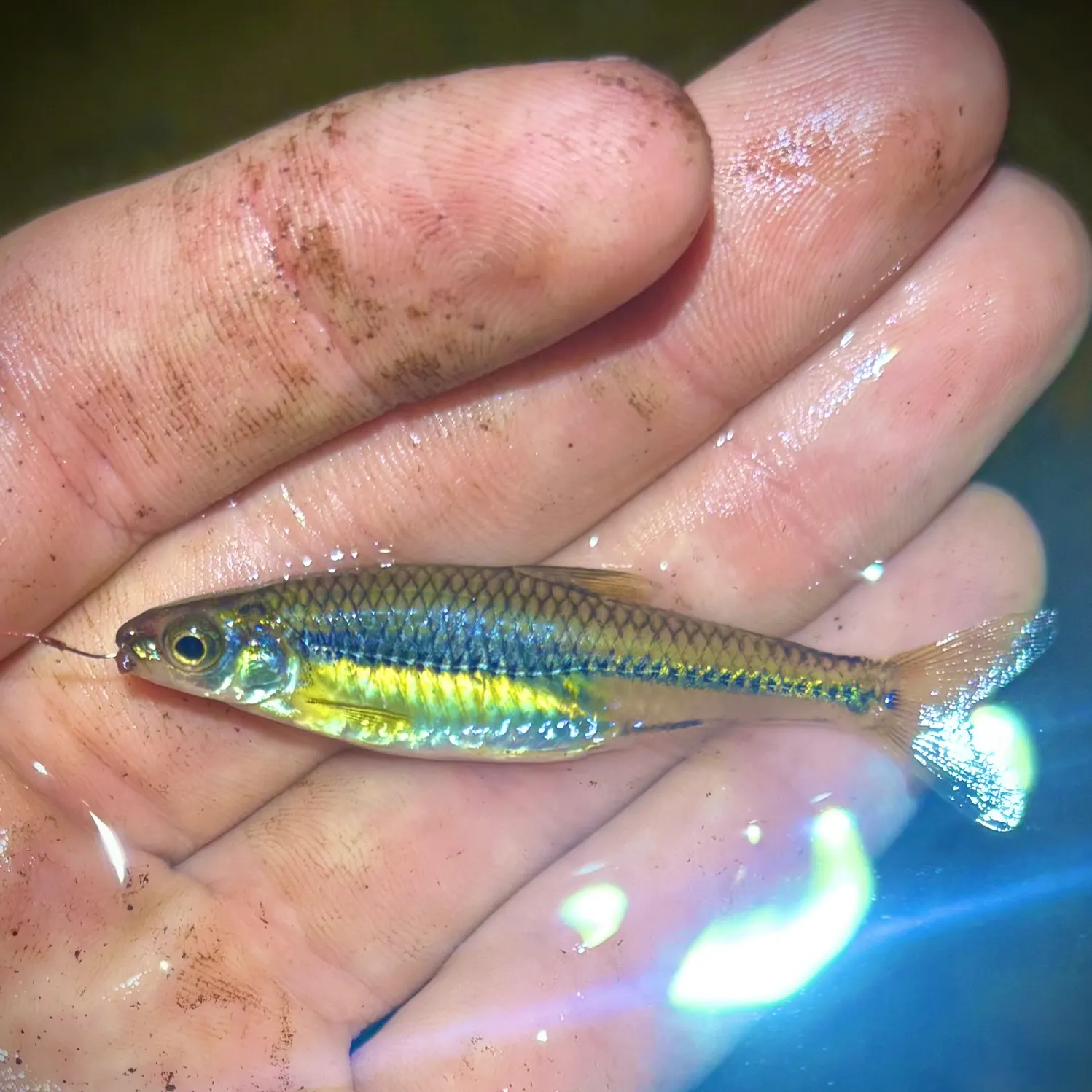 The most recent Swallowtail shiner catches on Fishbrain