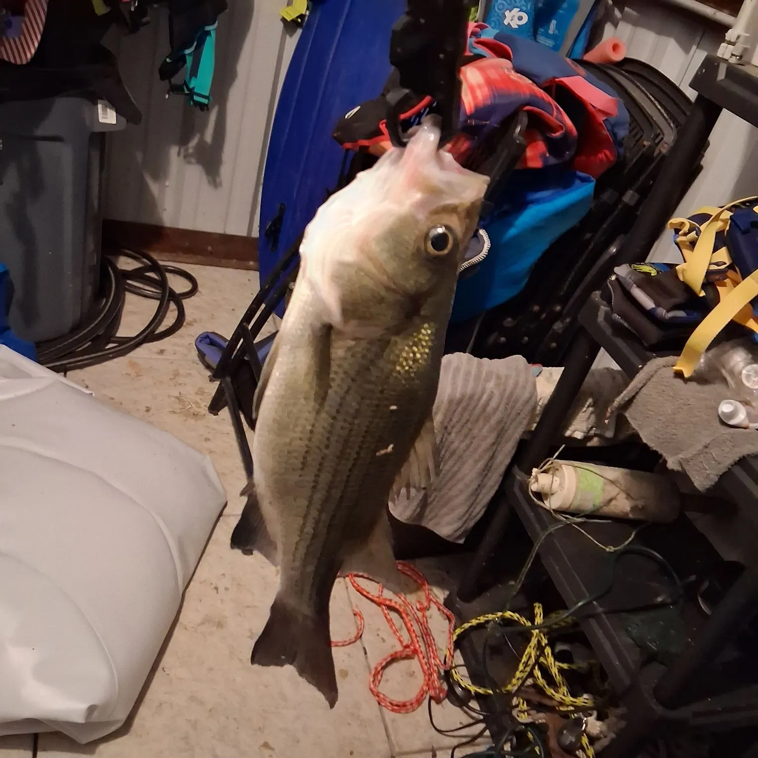 Wiper caught on Fishbrain