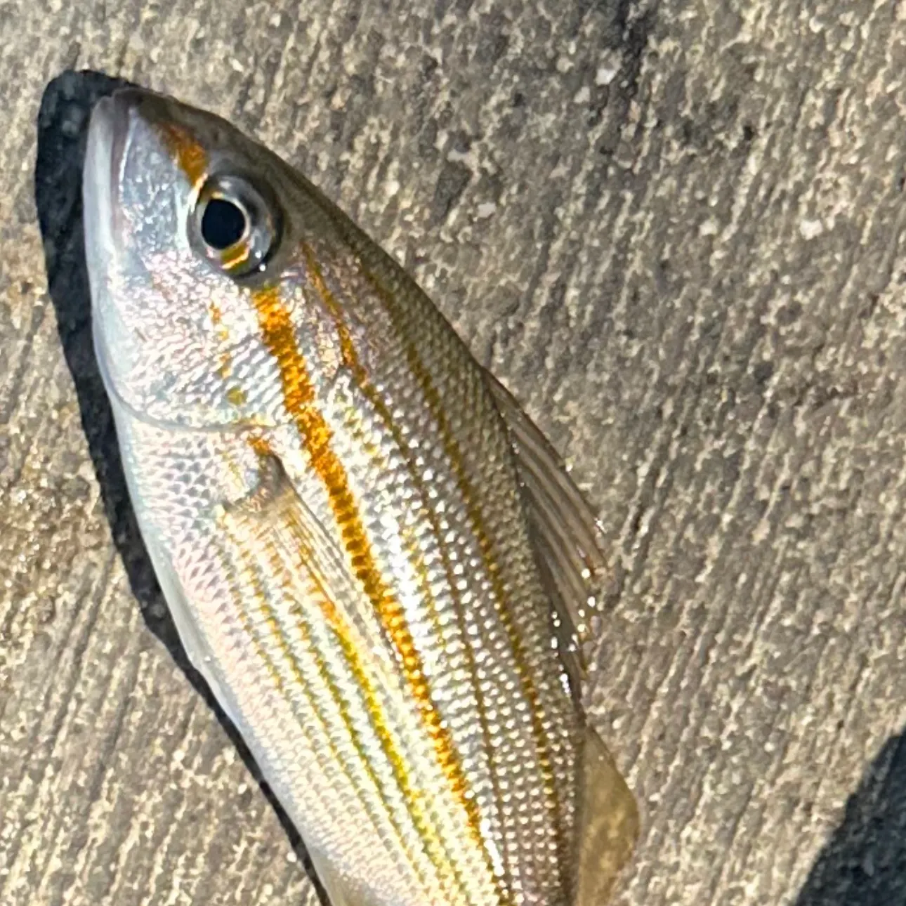 The most recent Caesar grunt catches on Fishbrain