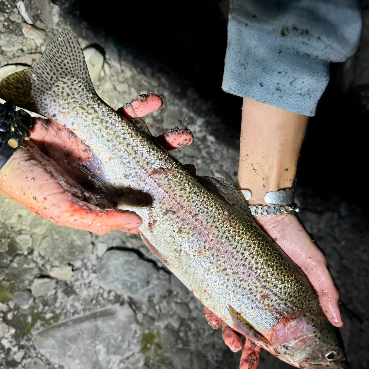 Rainbow trout caught on Fishbrain