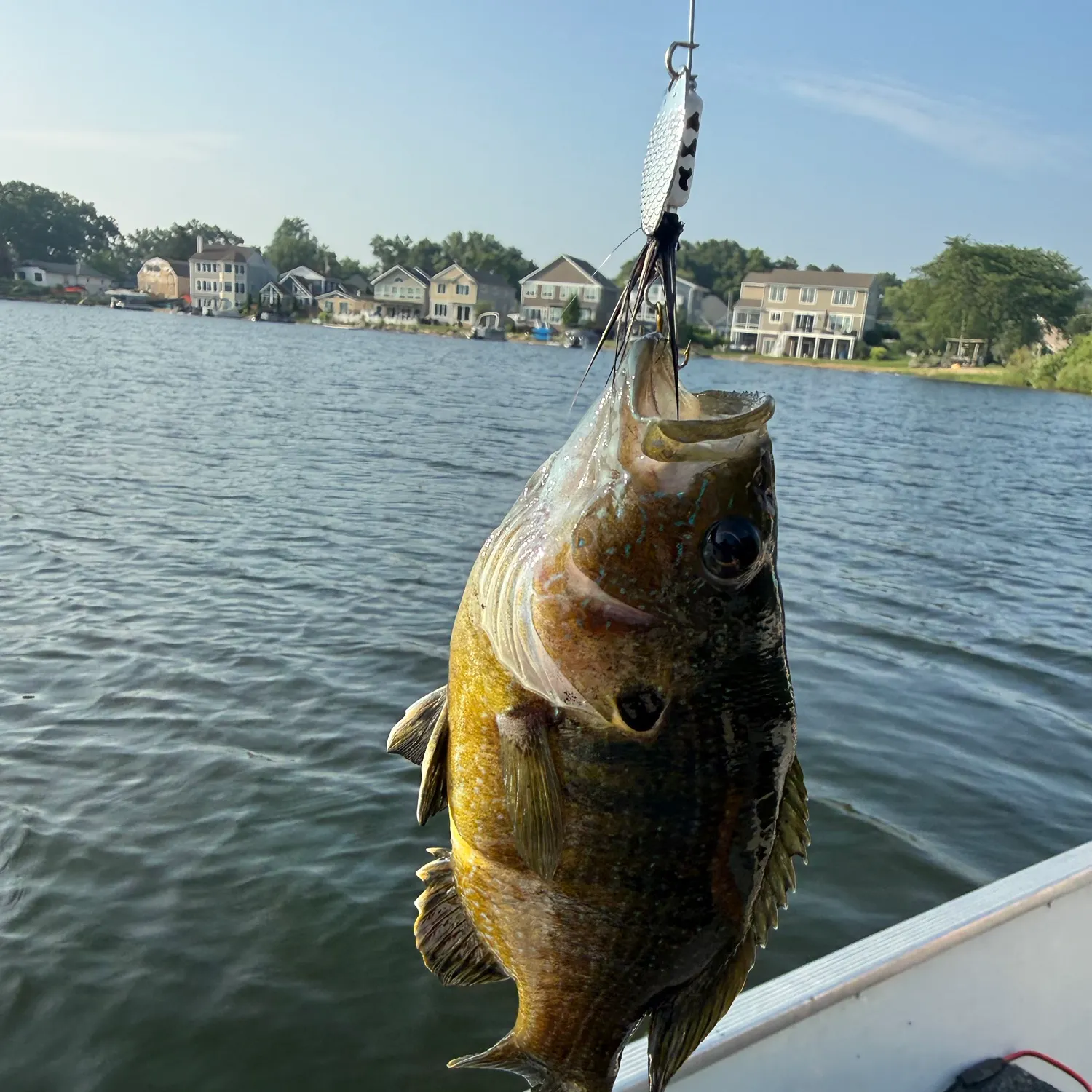 The most recent Wargill hybrid catches on Fishbrain