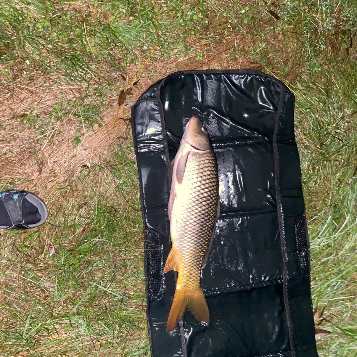 Common carp caught on Fishbrain