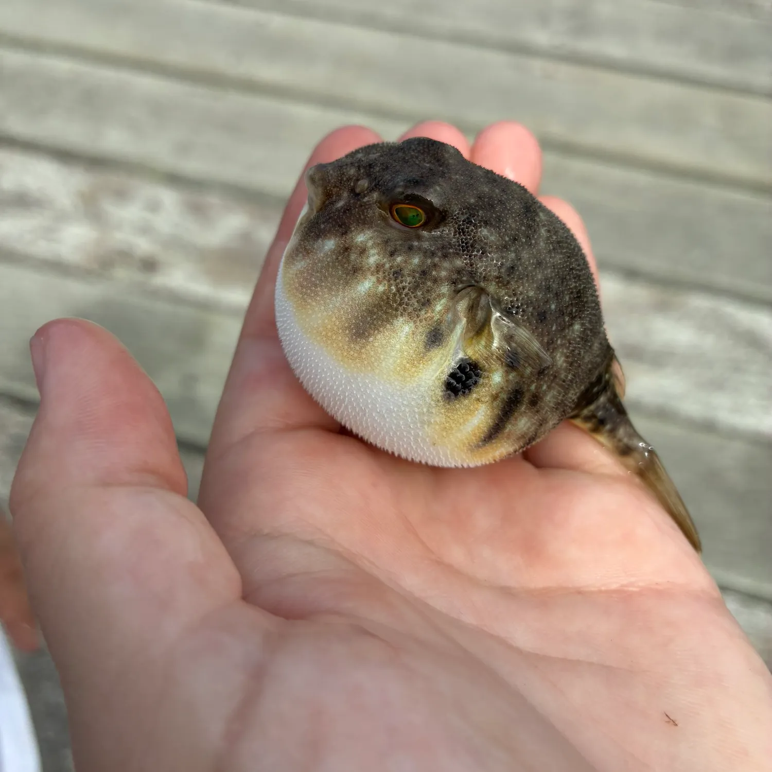 The most recent Northern puffer catches on Fishbrain