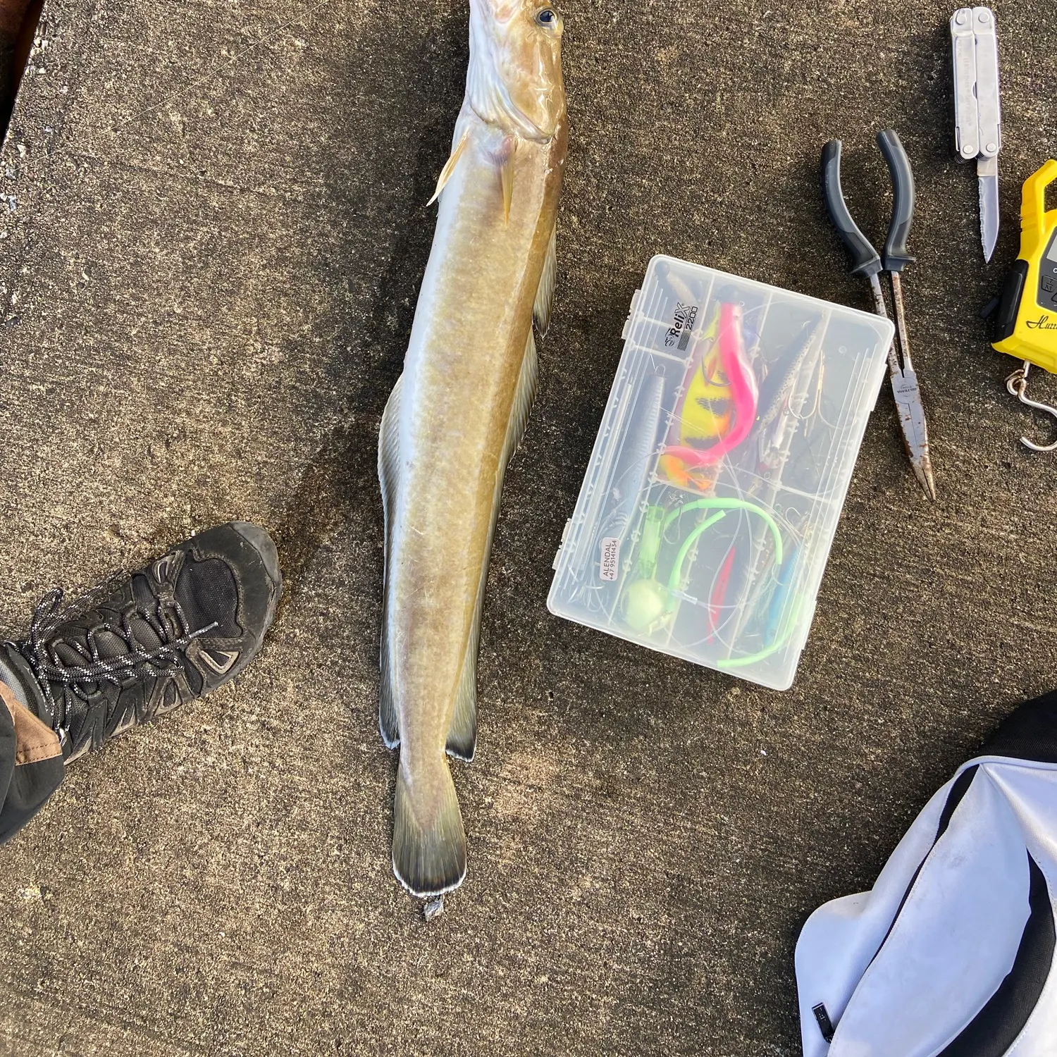 The most recent Common ling catches on Fishbrain