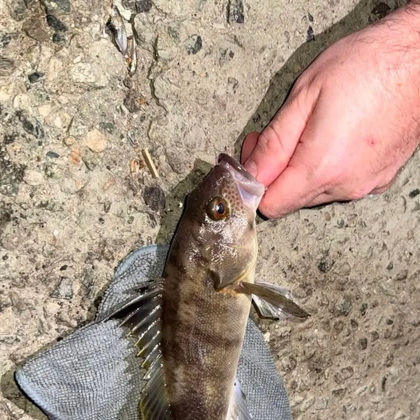 Barred sand bass caught on Fishbrain