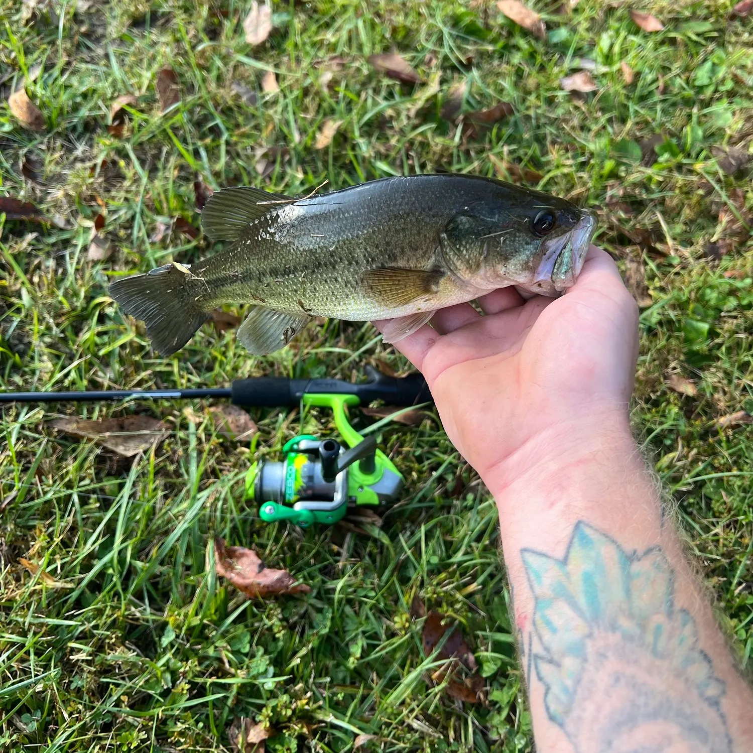 Largemouth bass caught on Fishbrain