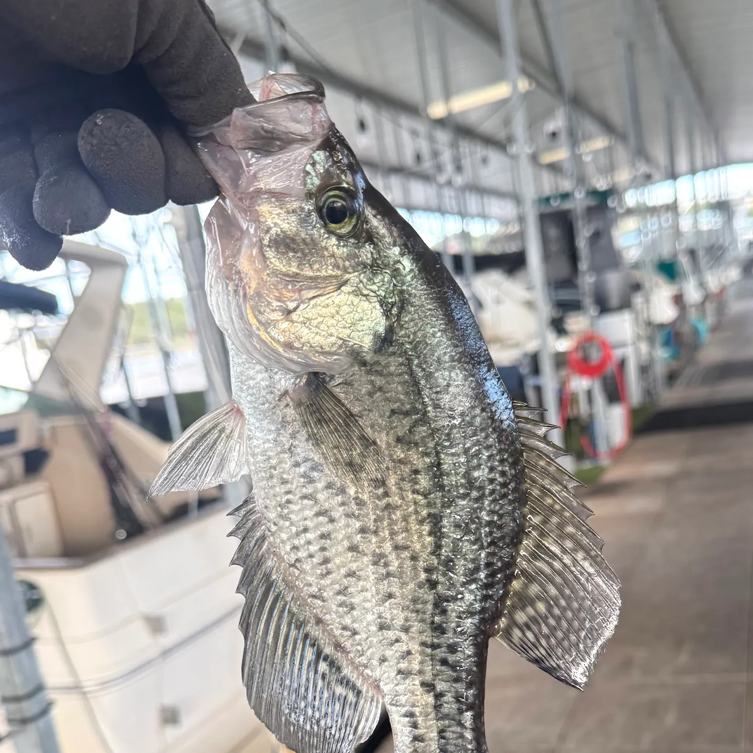 Black crappie caught on Fishbrain