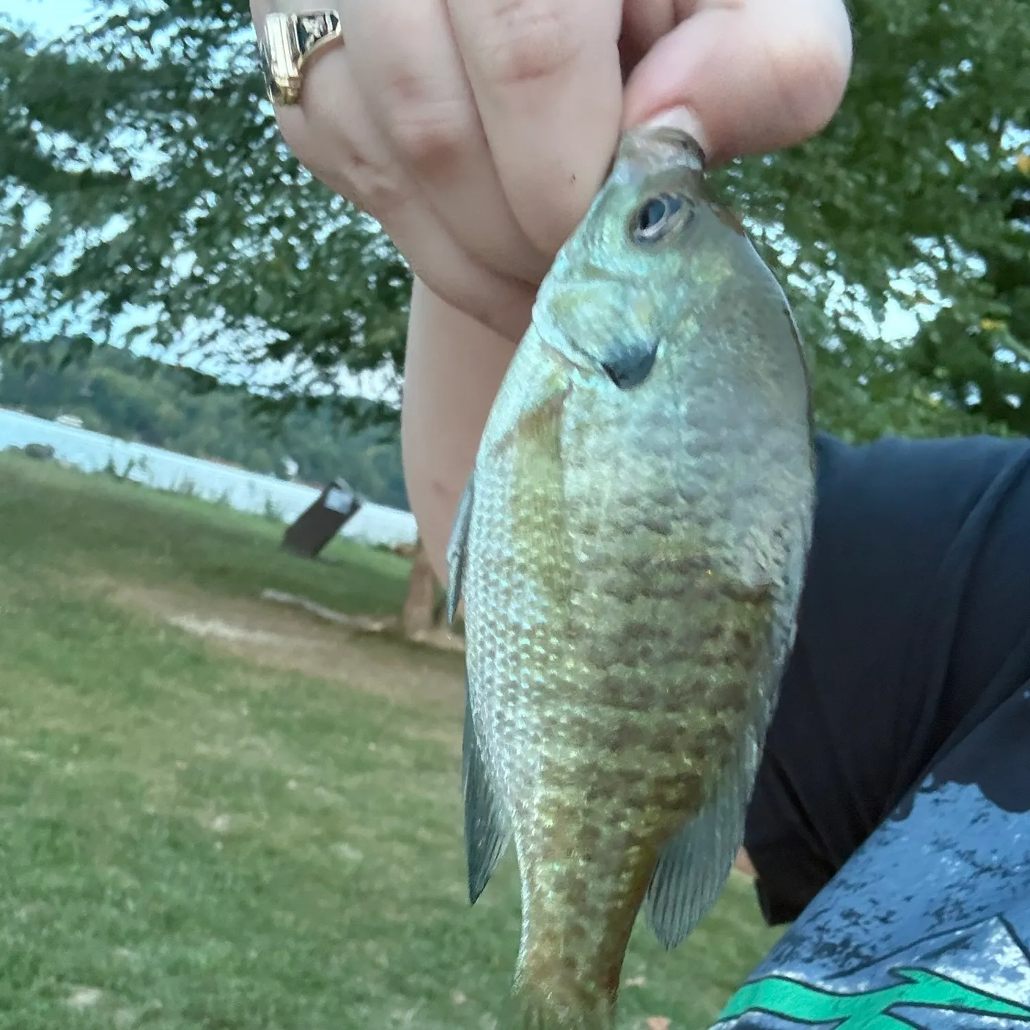Bluegill caught on Fishbrain