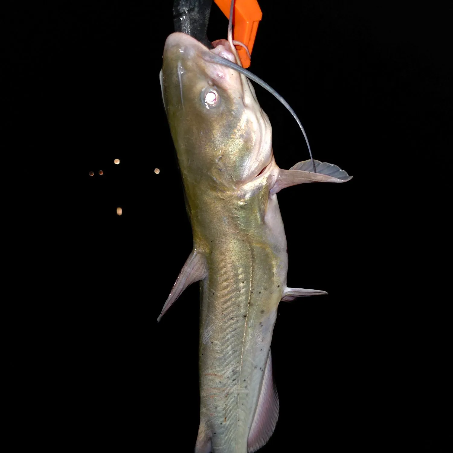 Channel catfish caught on Fishbrain