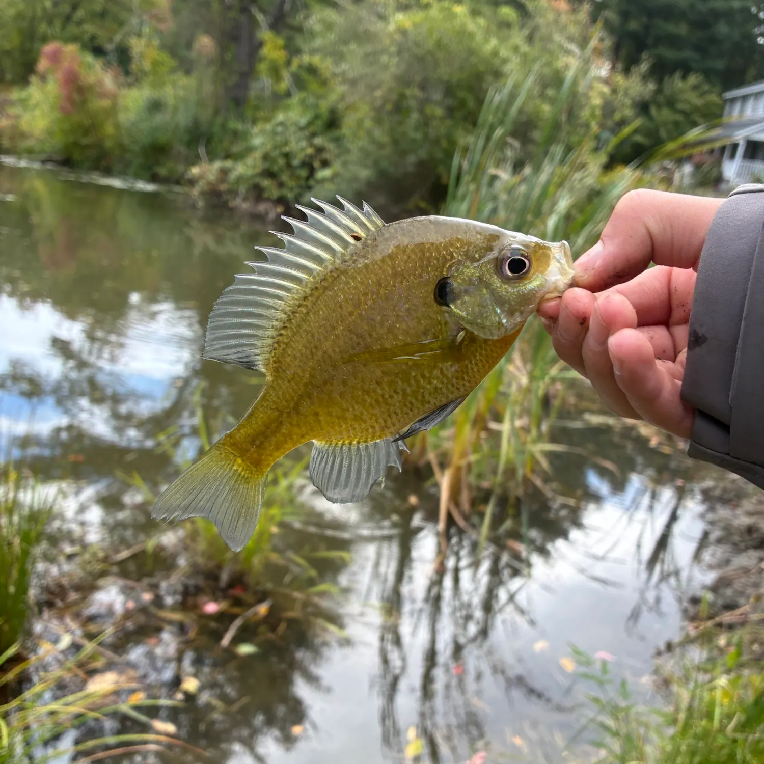 Bluegill caught on Fishbrain