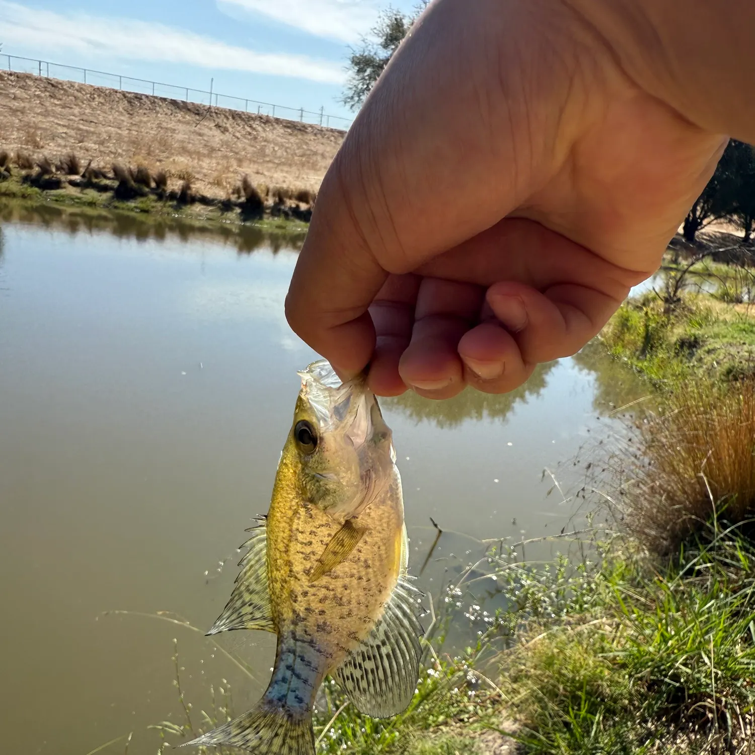 Black crappie caught on Fishbrain