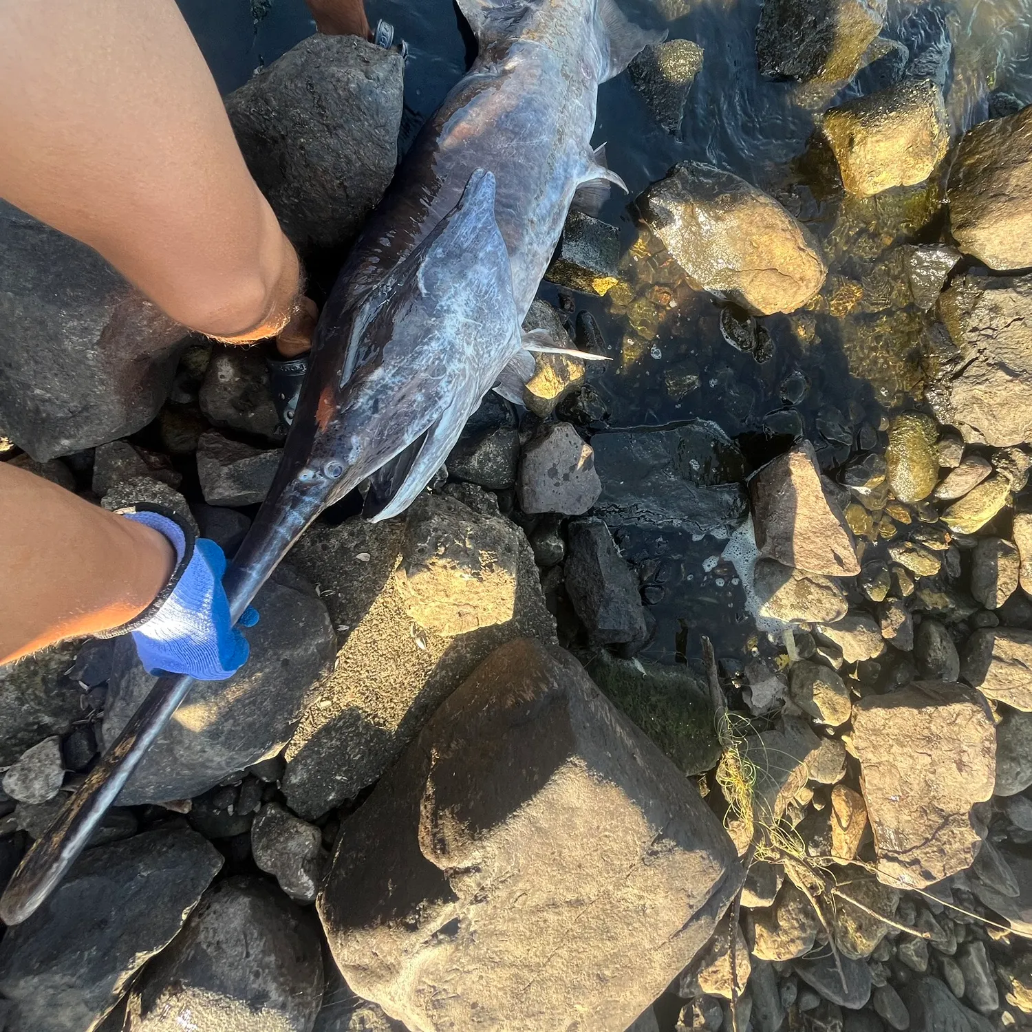 catch
