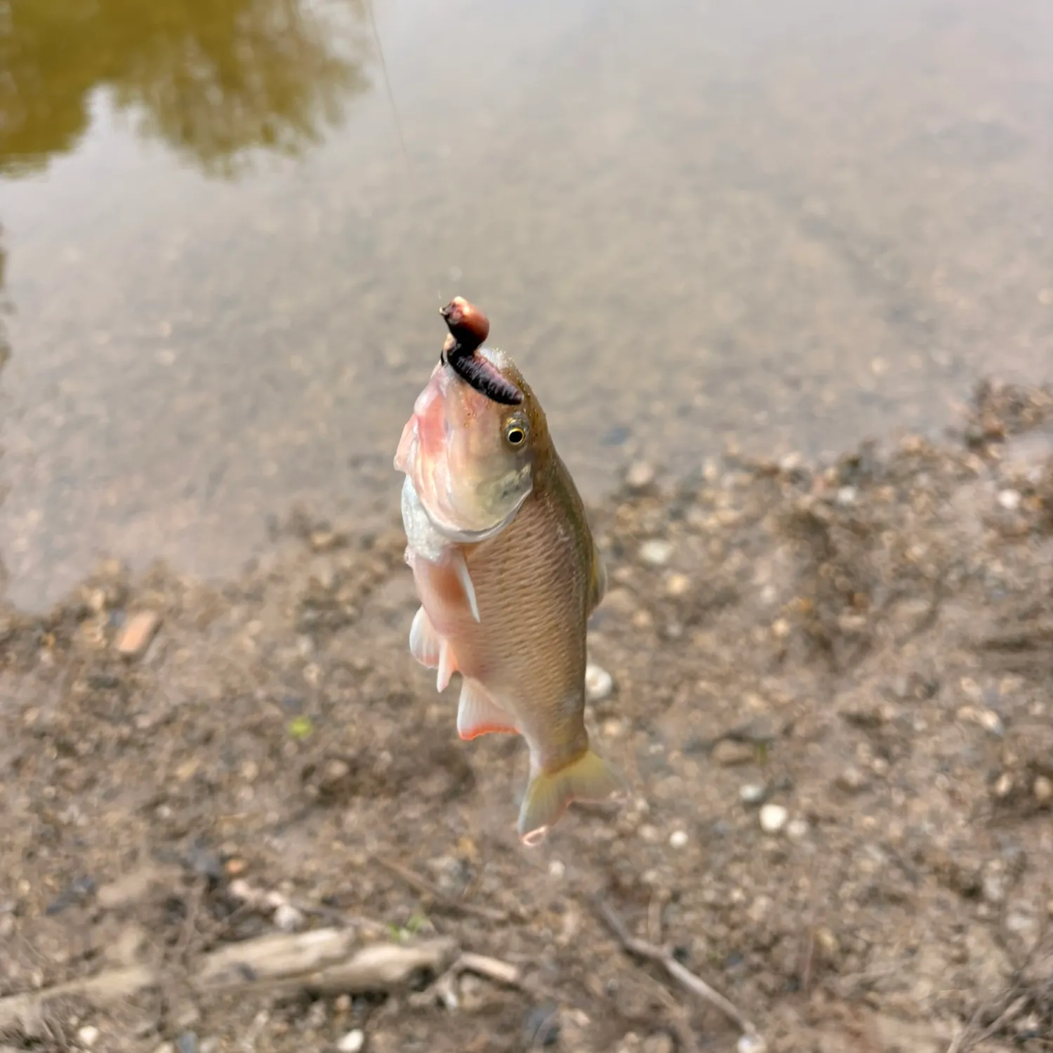 The most recent Common shiner catches on Fishbrain