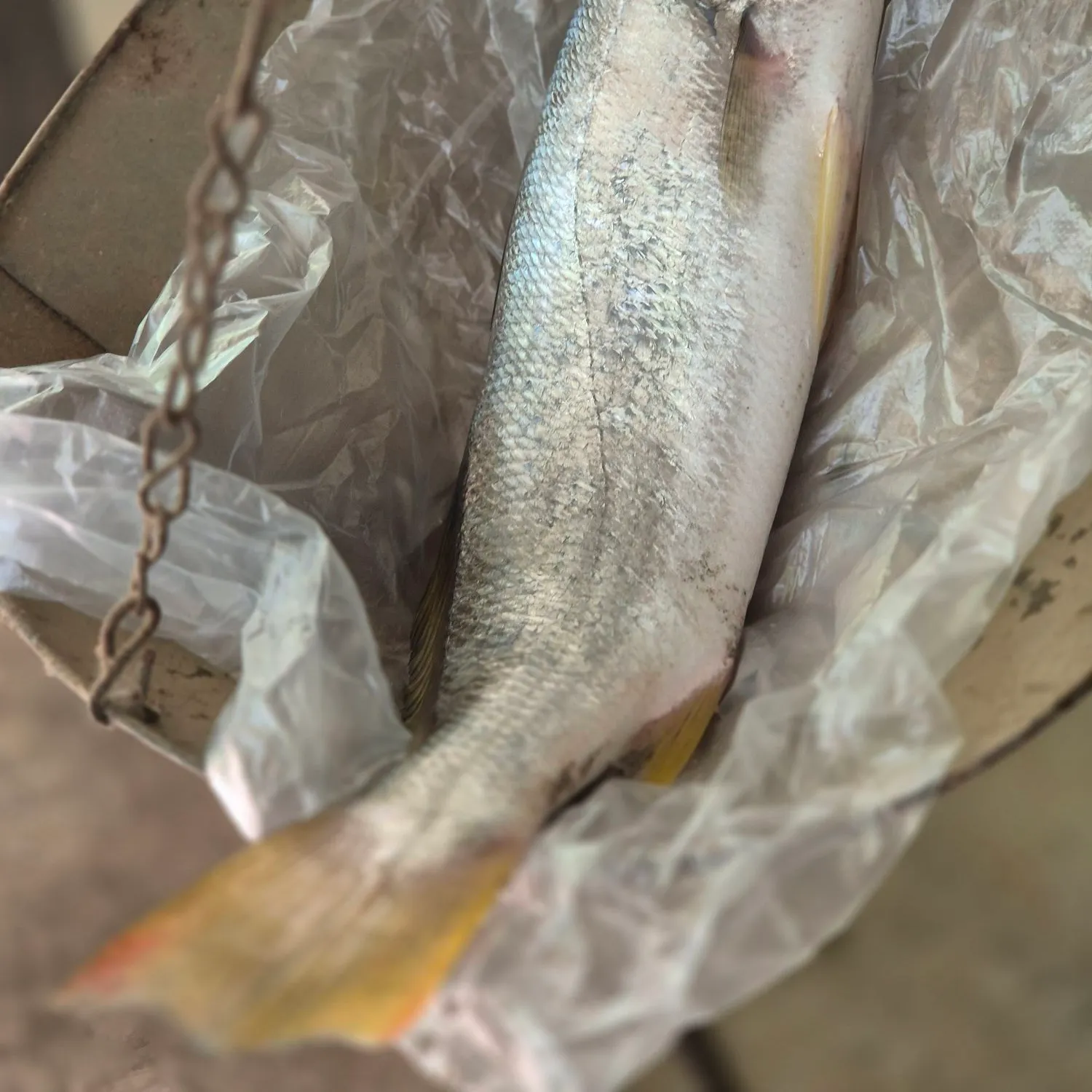 Atlantic croaker caught on Fishbrain