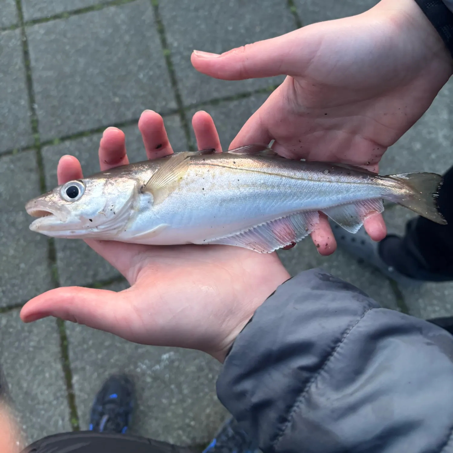 The most recent Whiting catches on Fishbrain