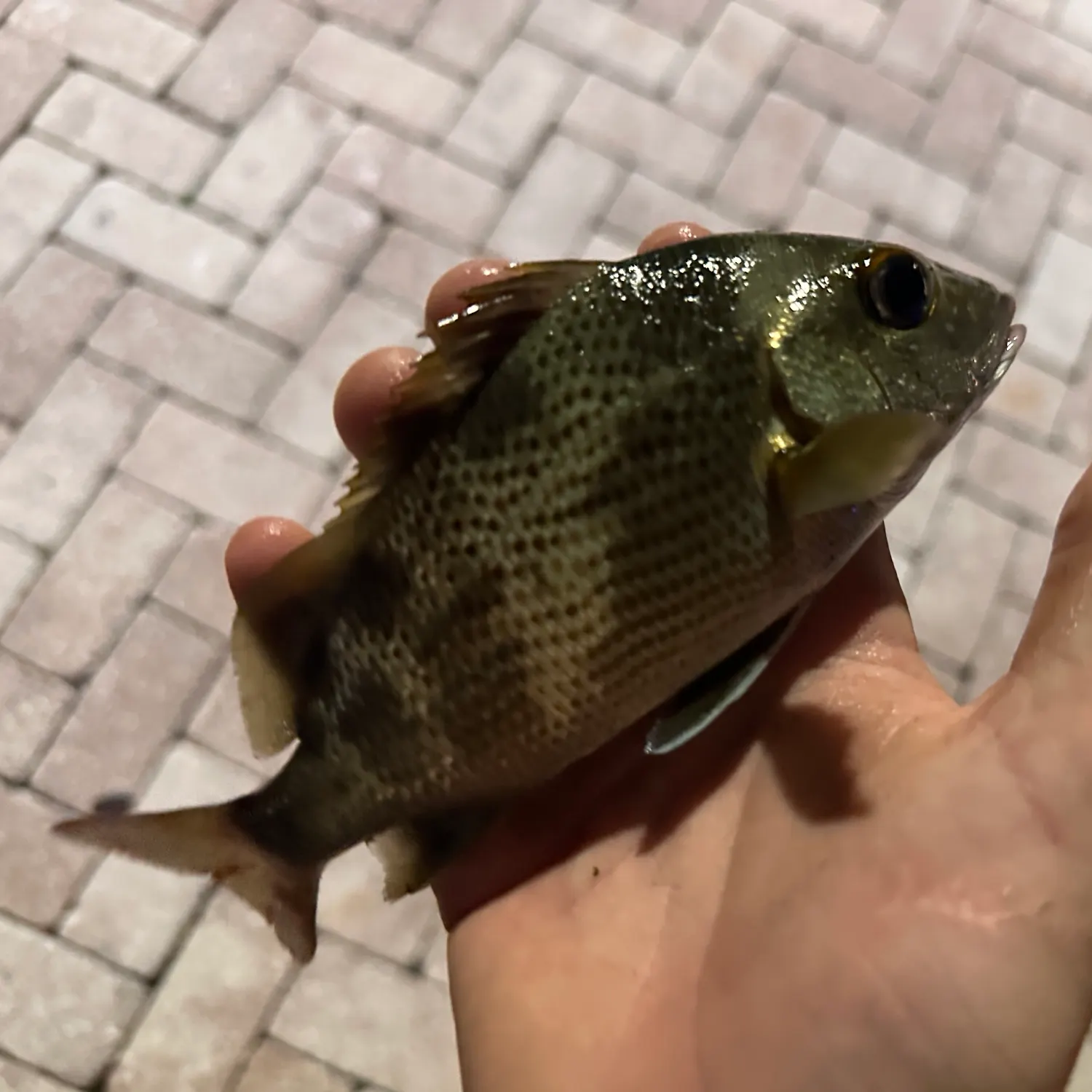 White grunt caught on Fishbrain