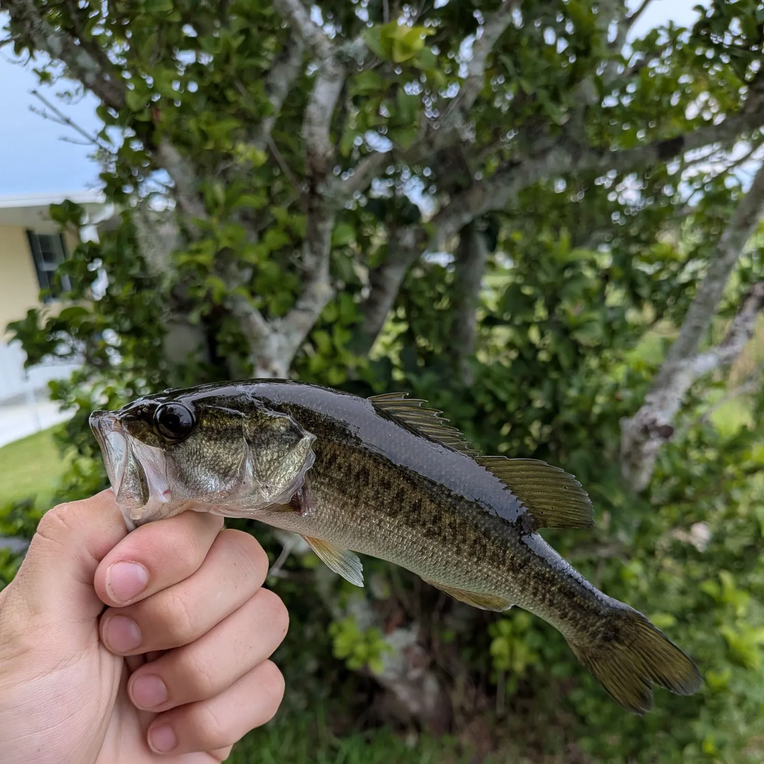 The most recent F1 bass catches on Fishbrain