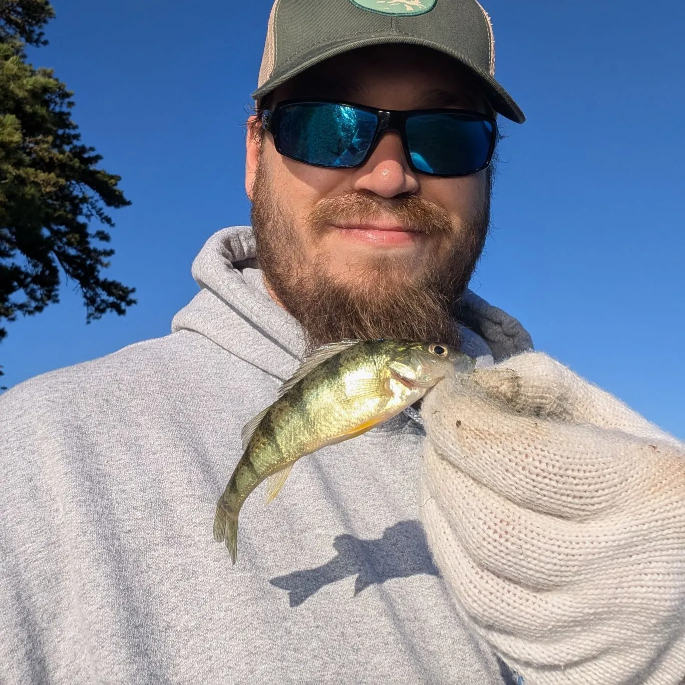 Yellow perch caught on Fishbrain