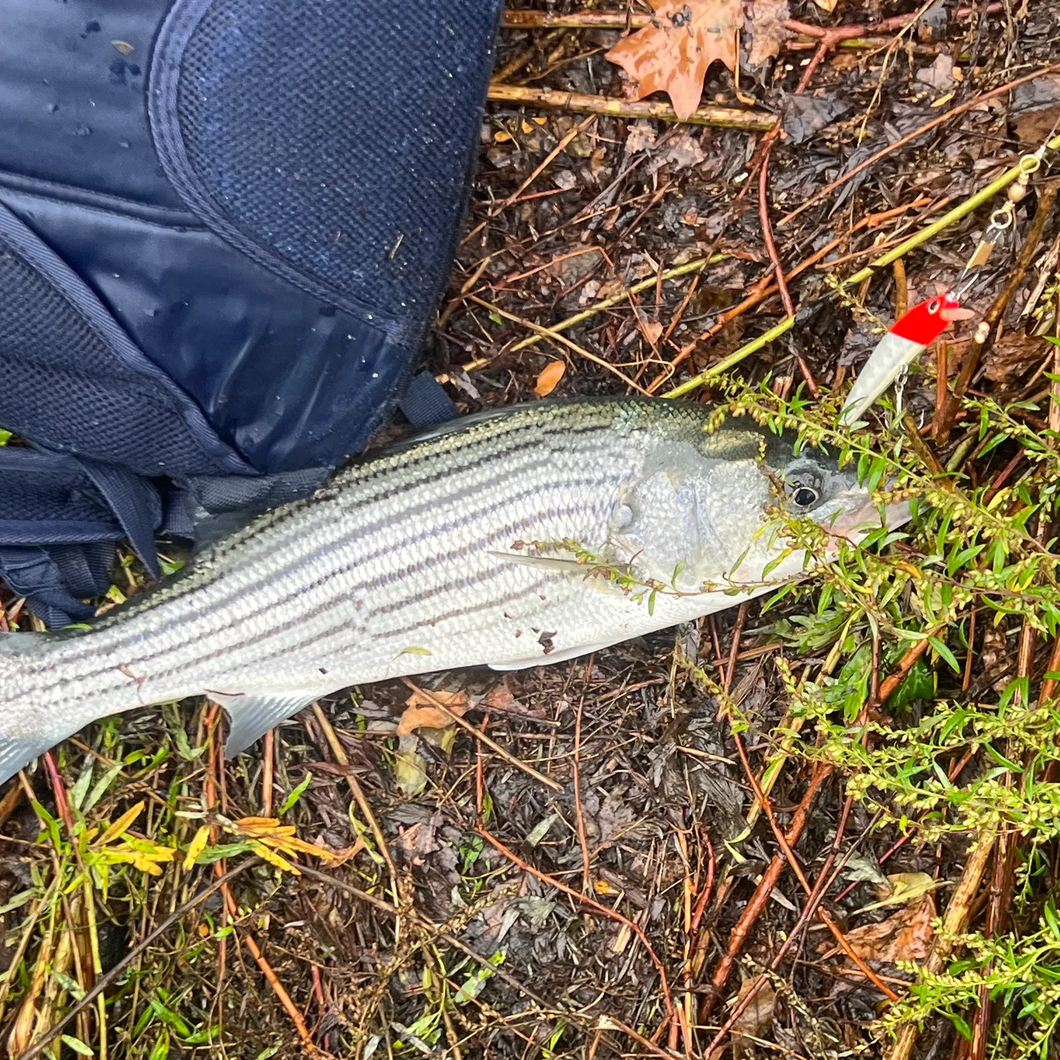 Striped bass caught on Fishbrain
