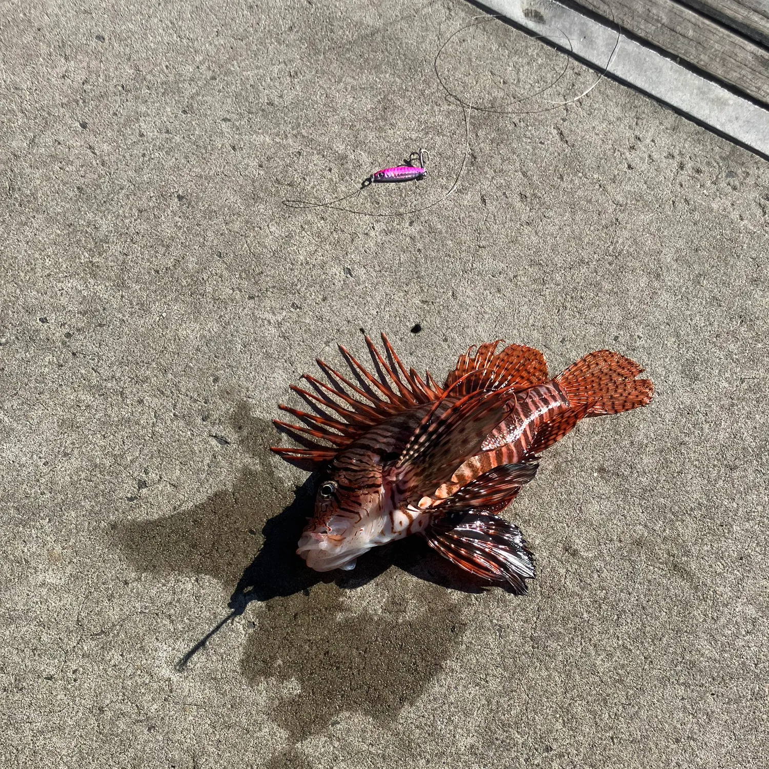 The most recent Red lionfish catches on Fishbrain
