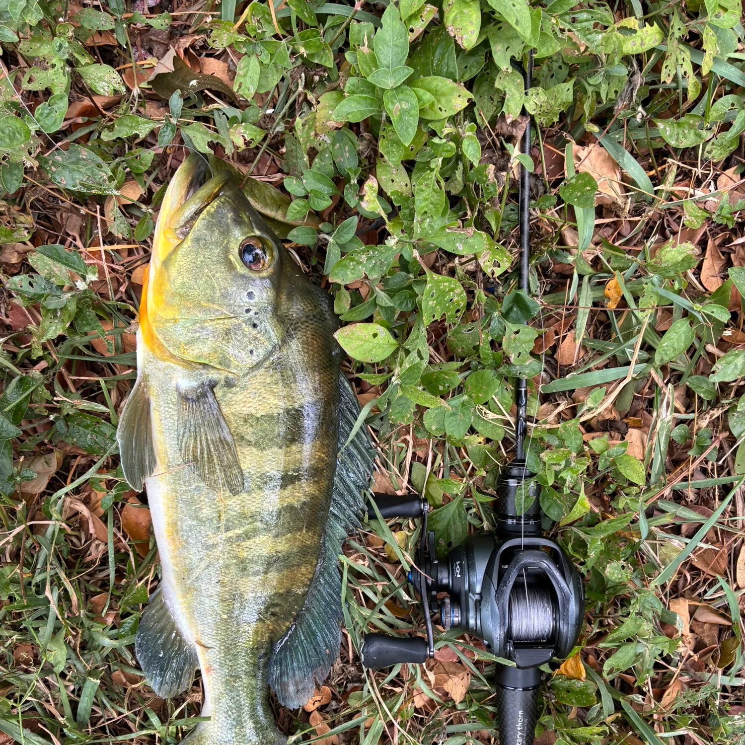 The most recent Blue peacock bass catches on Fishbrain