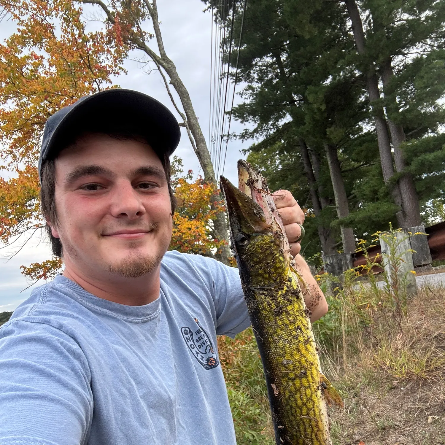 Chain pickerel caught on Fishbrain