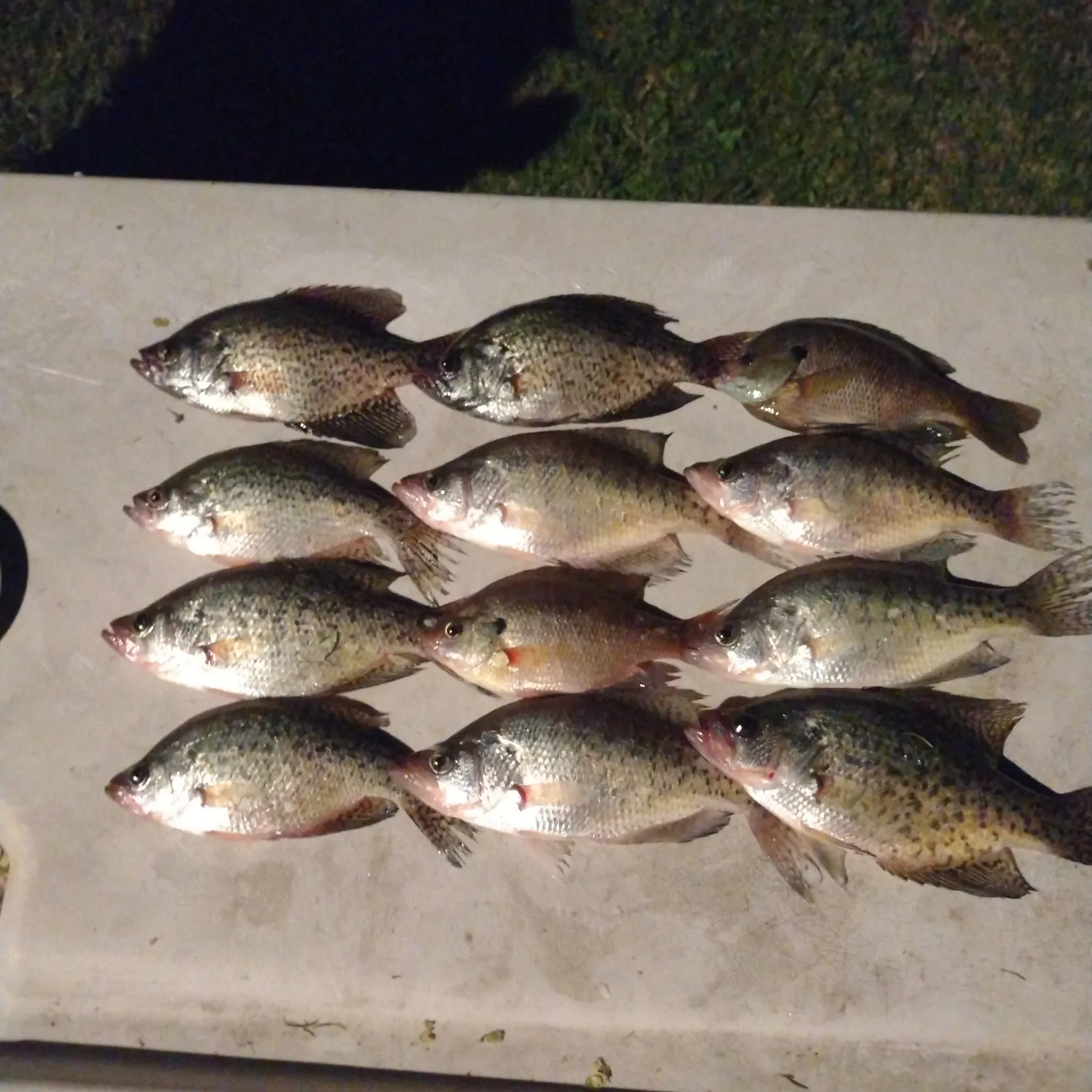 recently logged catches