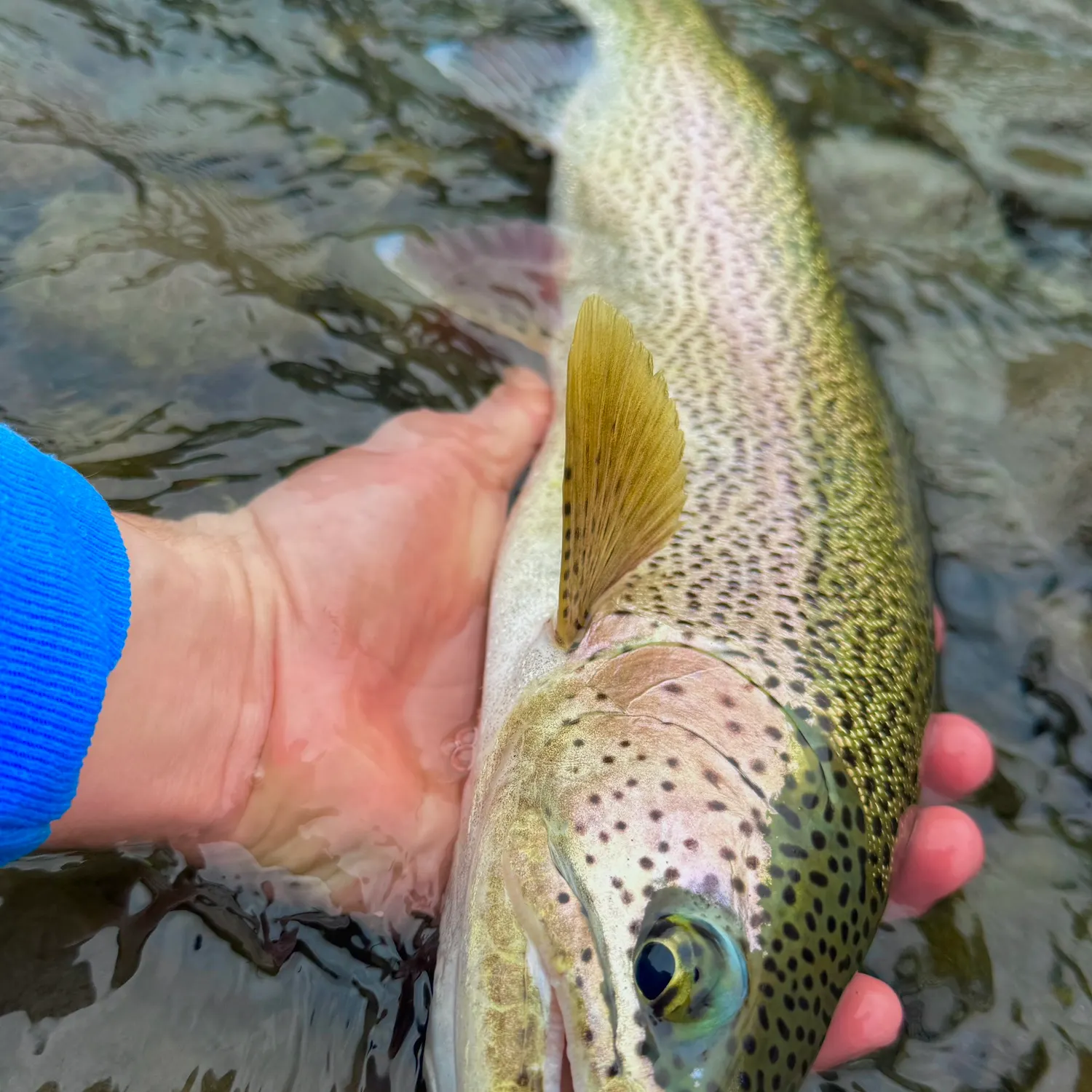 Rainbow trout caught on Fishbrain