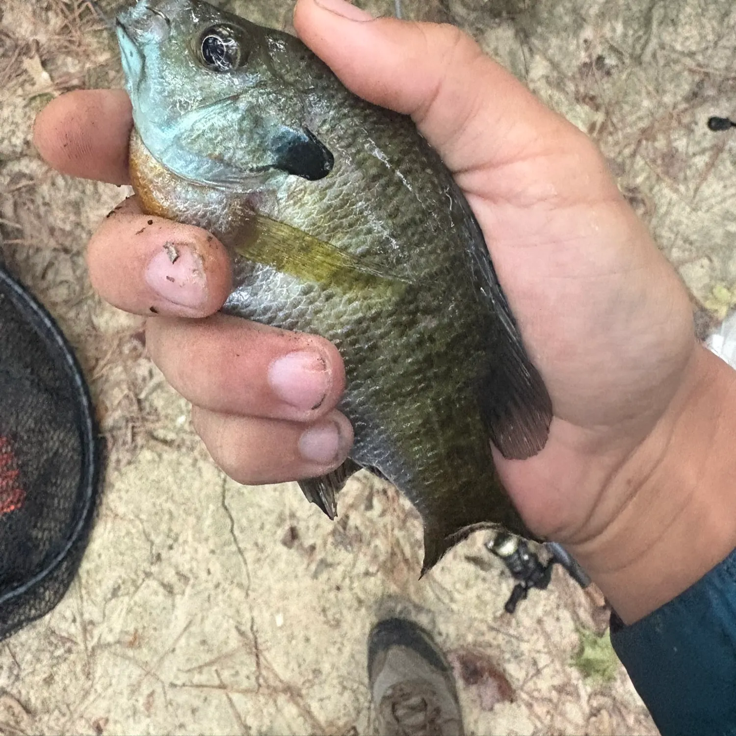 Bluegill caught on Fishbrain