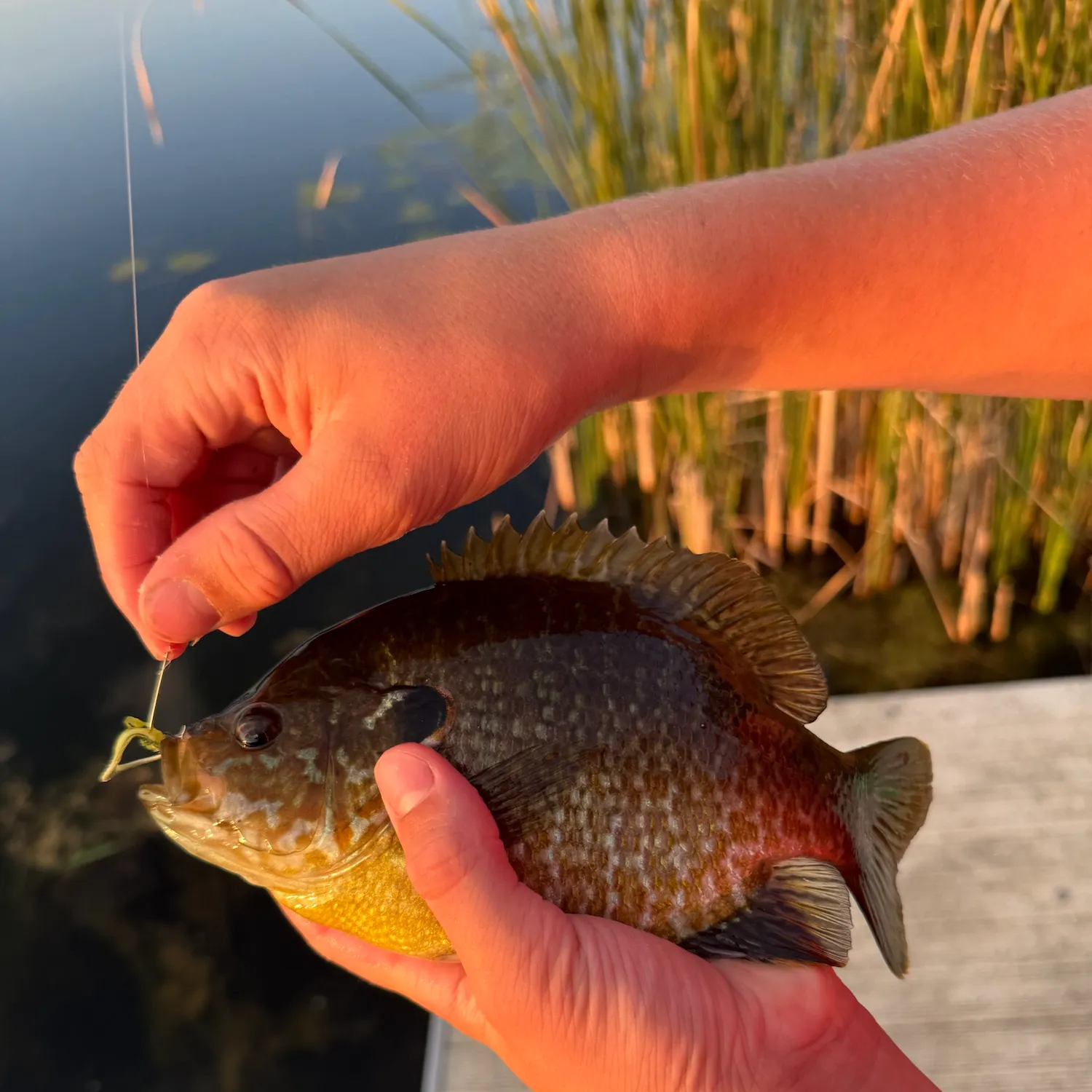 catch