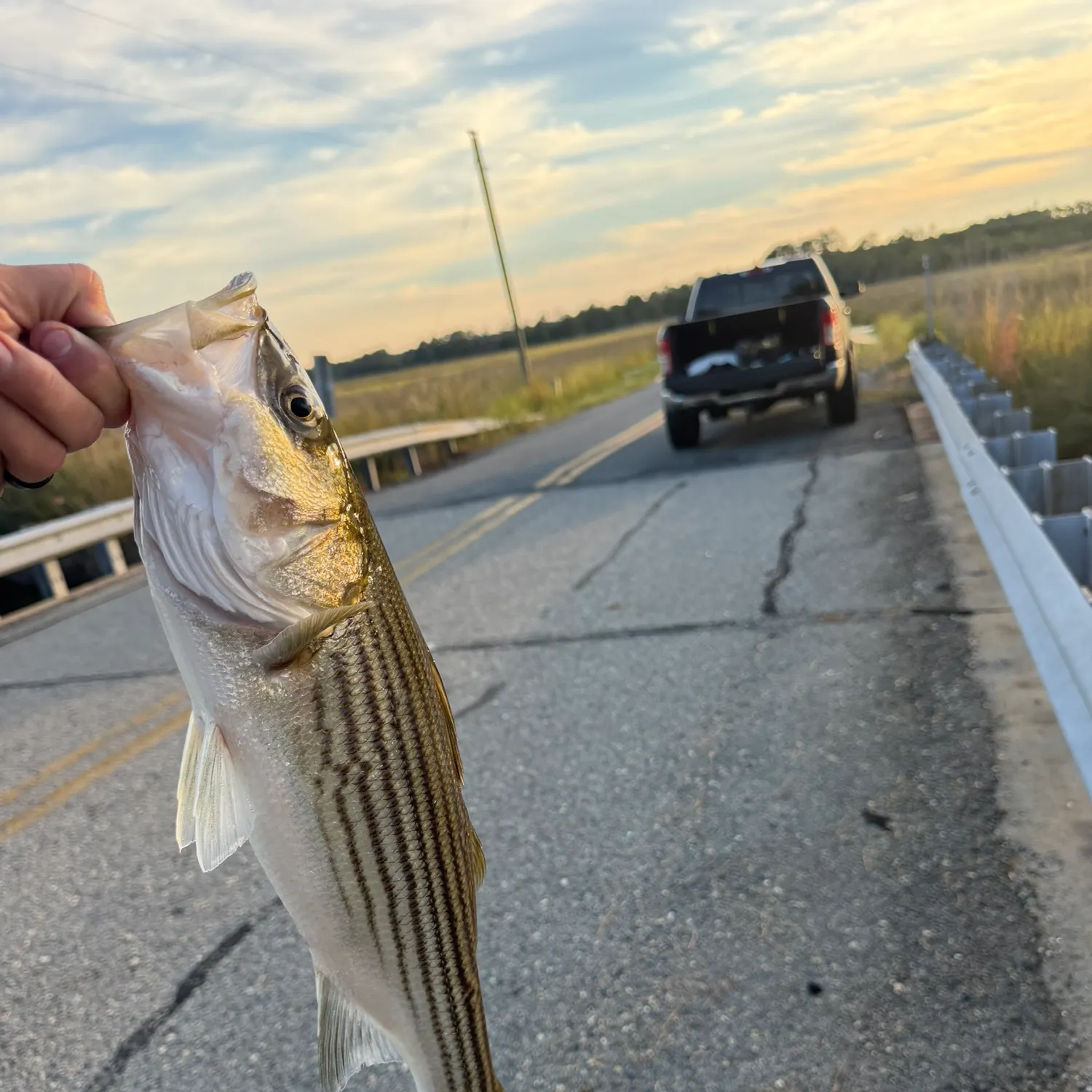 Striped bass caught on Fishbrain