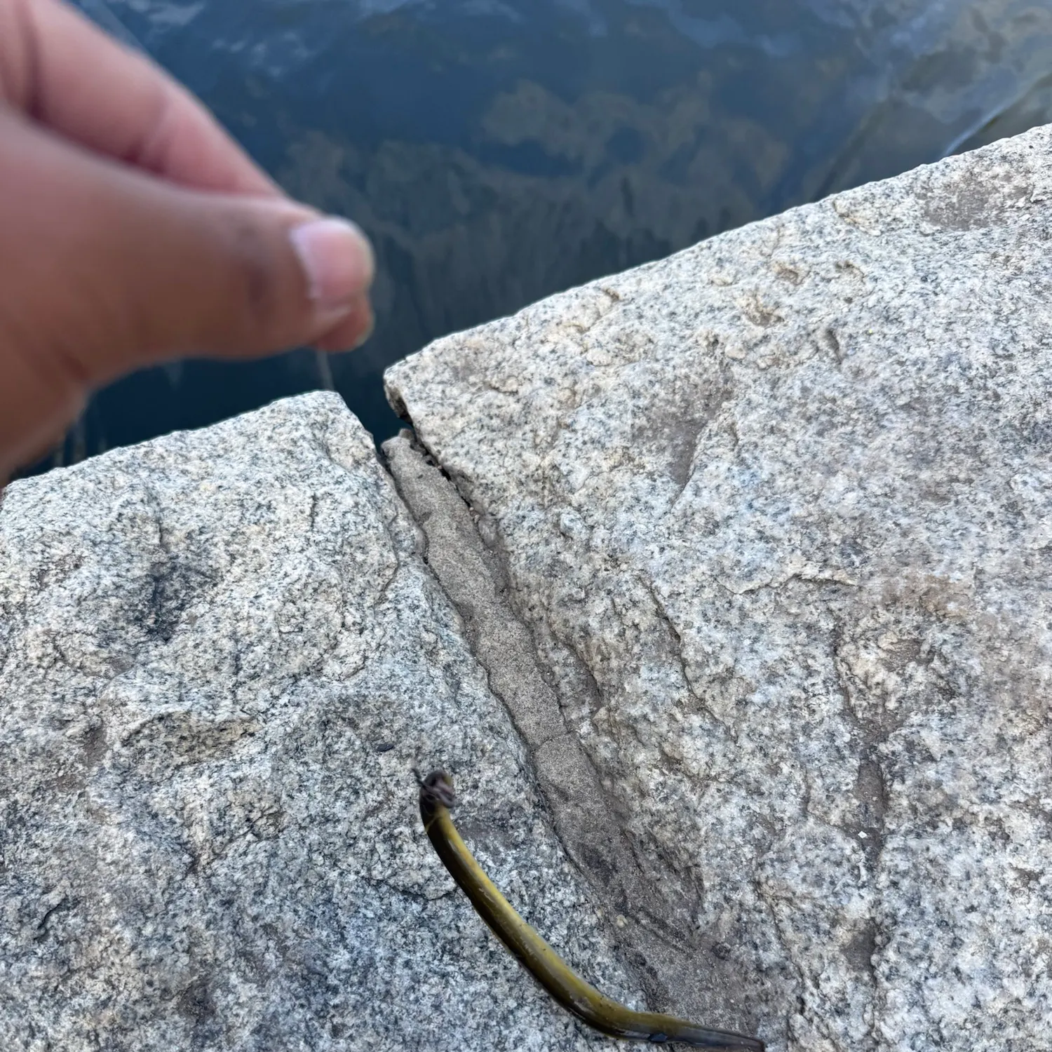 American eel caught on Fishbrain