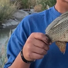 The most recent Common carp catches on Fishbrain