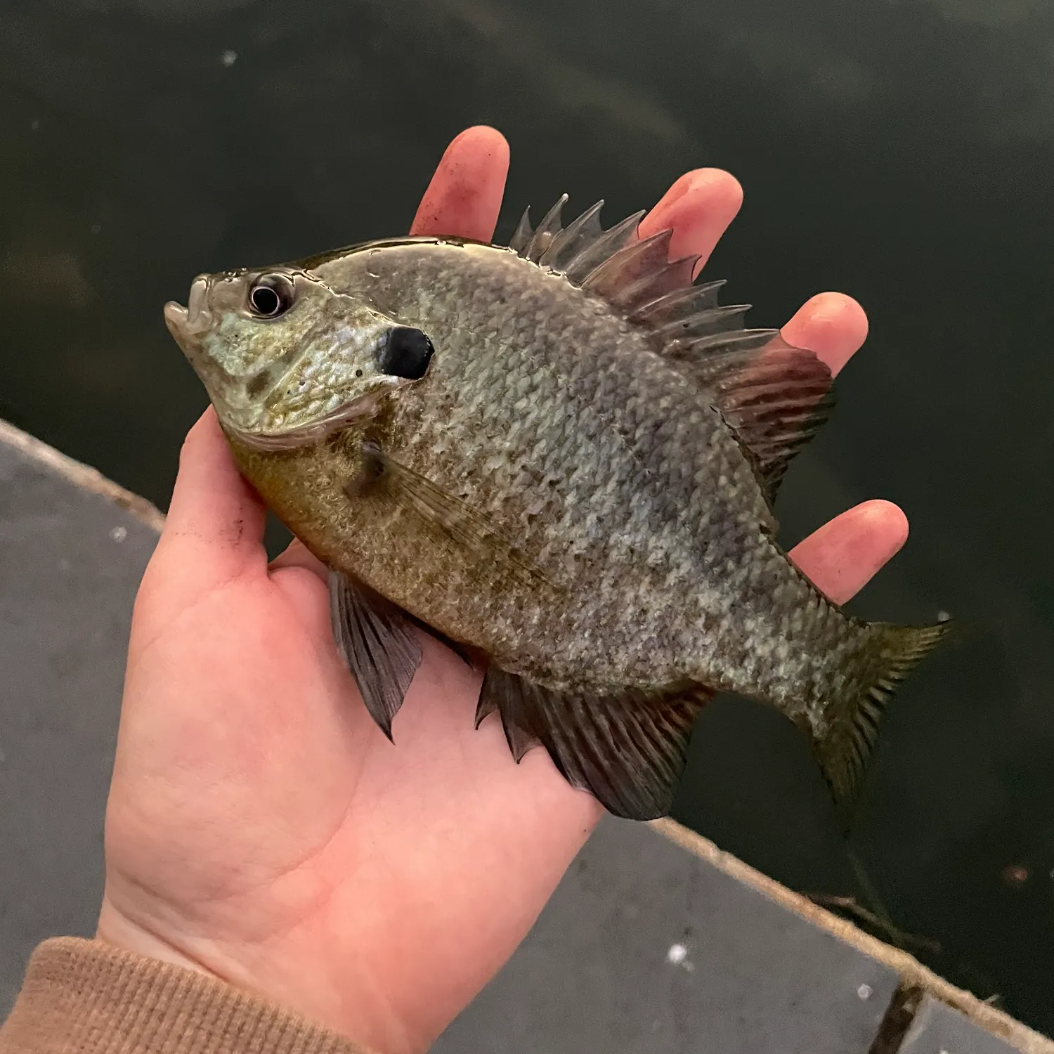 Bluegill caught on Fishbrain