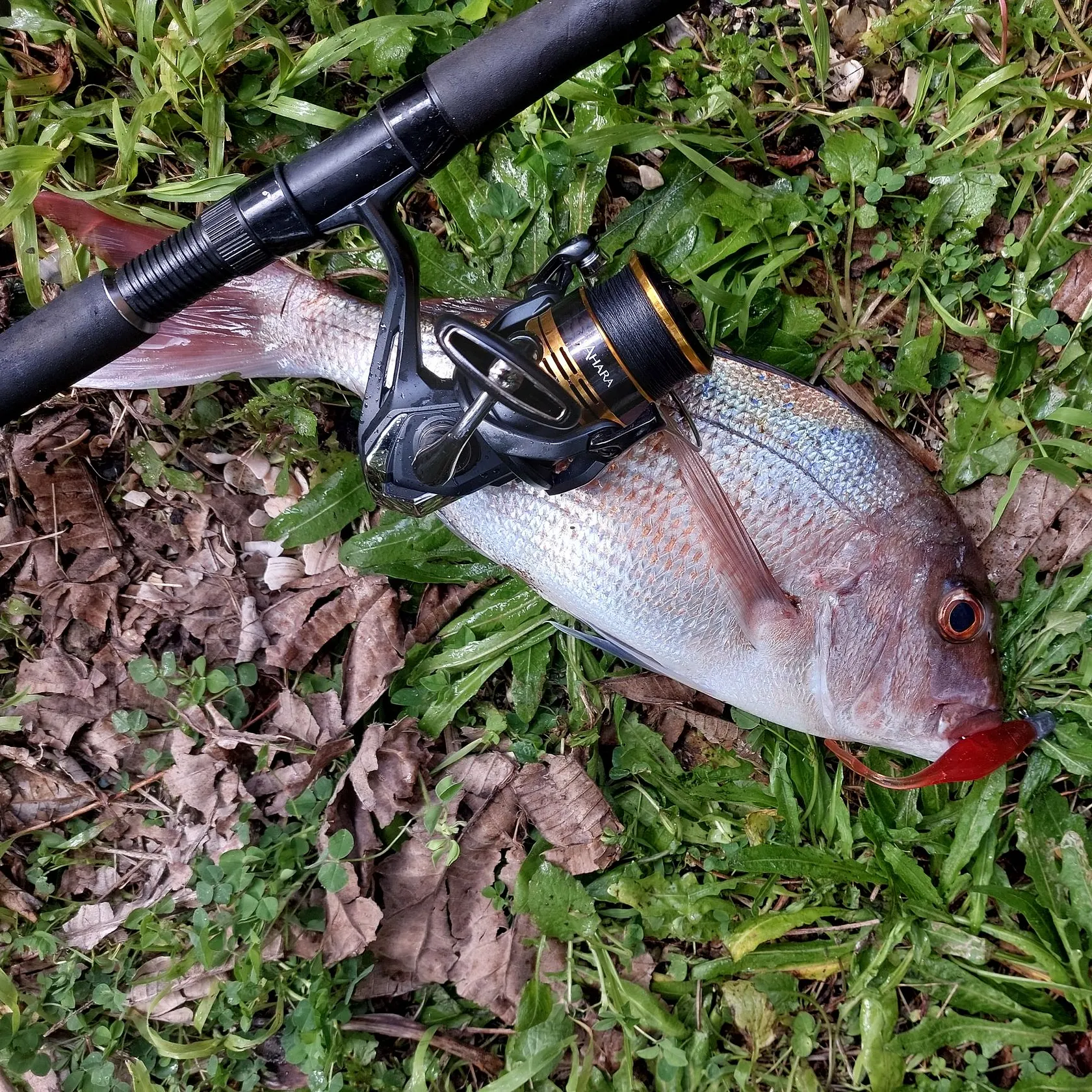 Australasian snapper caught on Fishbrain