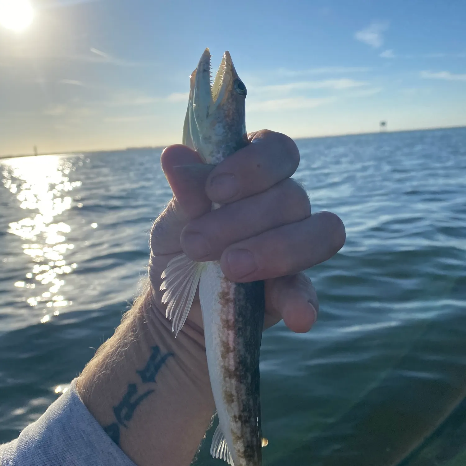 The most recent Inshore lizardfish catches on Fishbrain