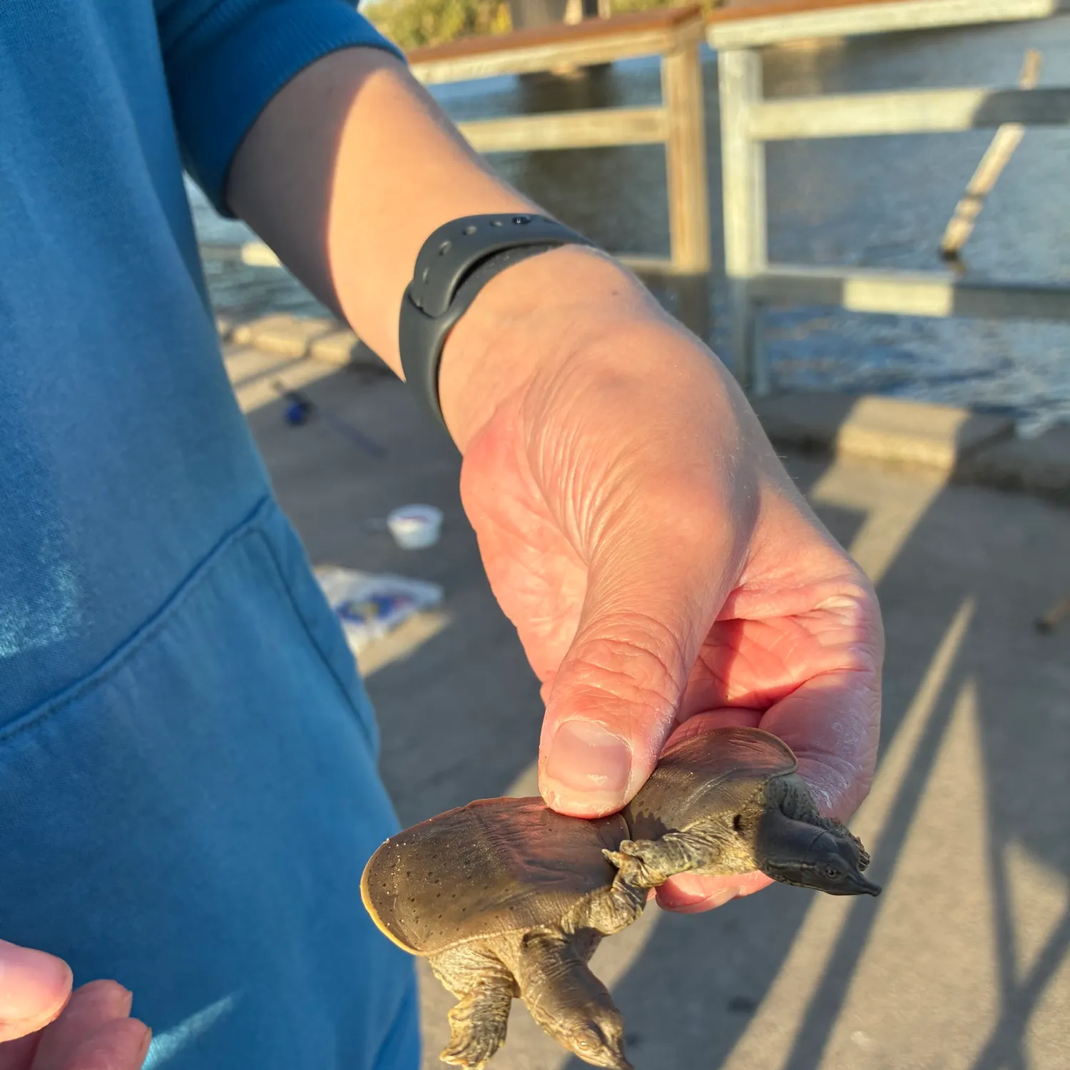 Spiny softshell turtle caught on Fishbrain