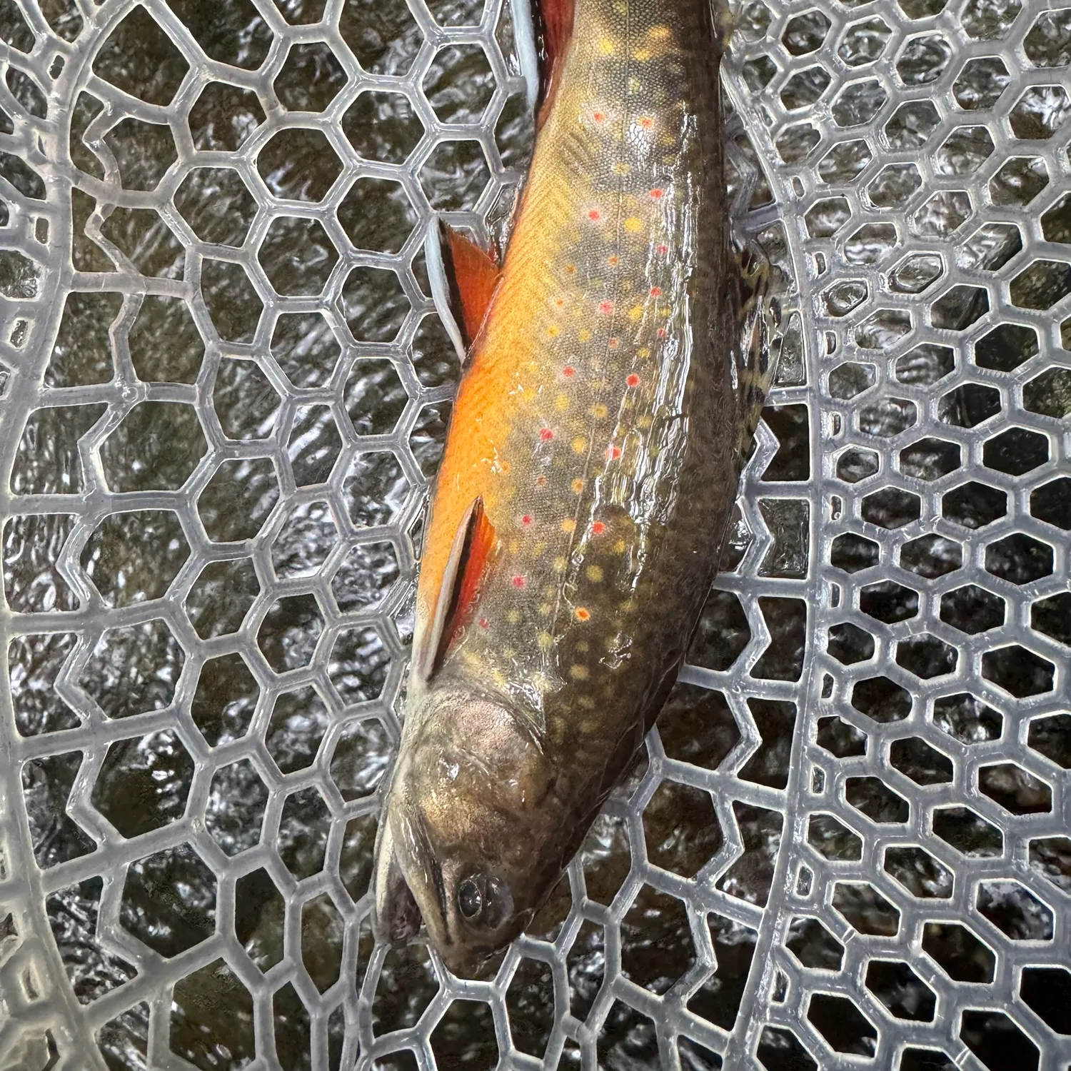 Brook trout caught on Fishbrain