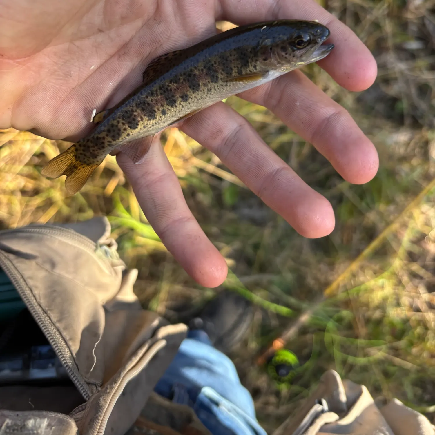 Golden trout caught on Fishbrain