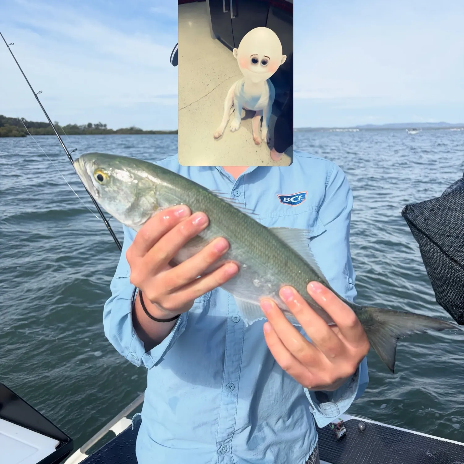 Bluefish caught on Fishbrain